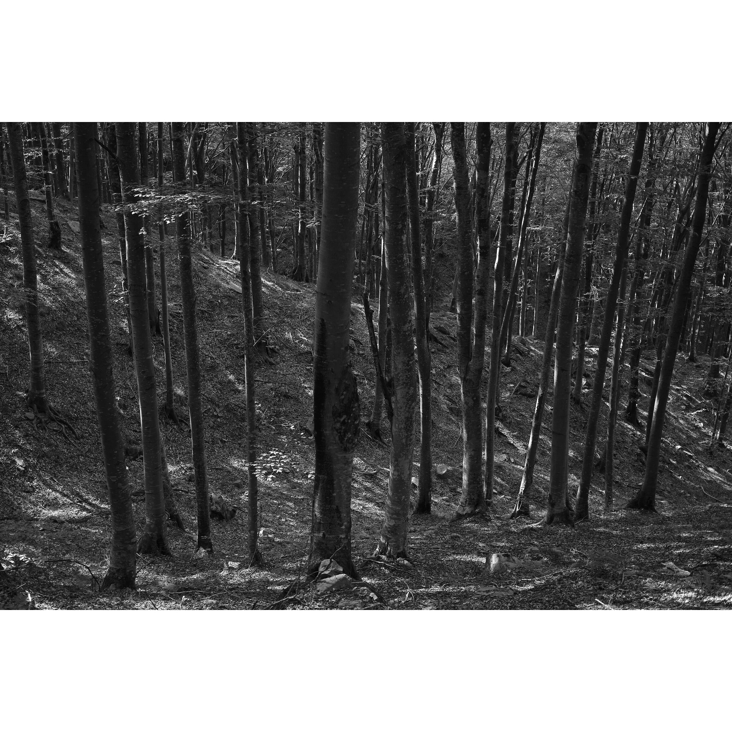 Trees