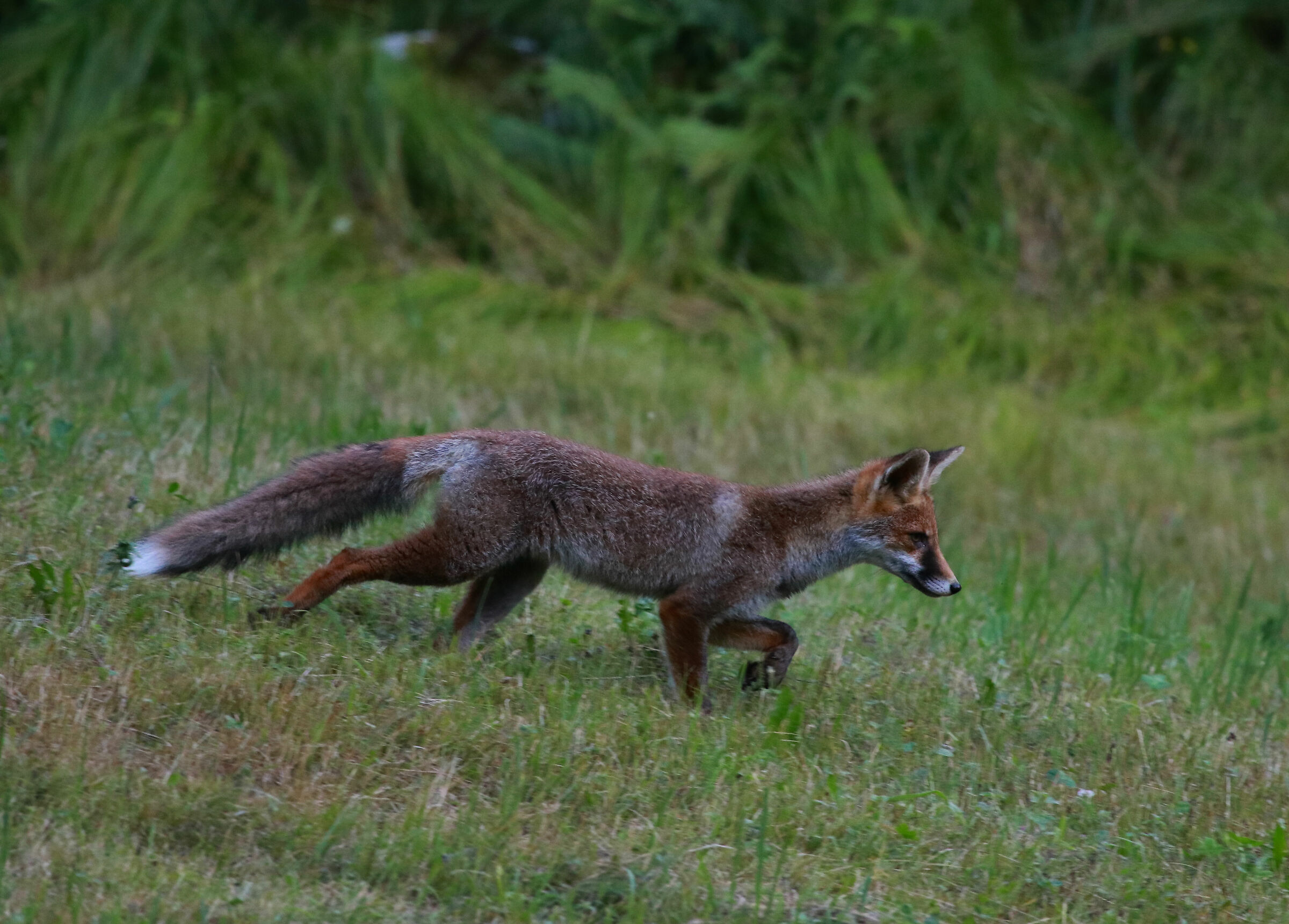 fox hunting