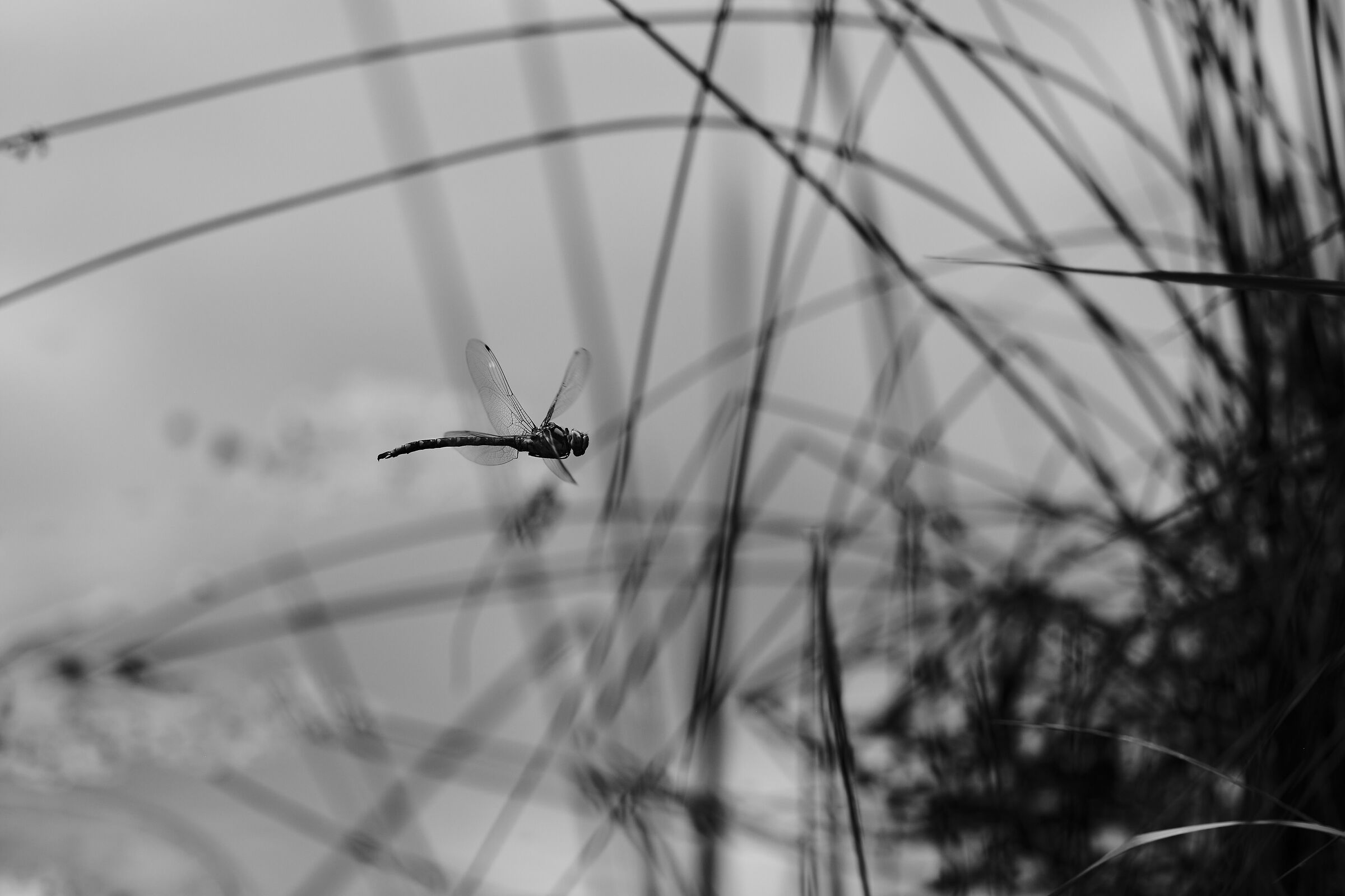 Libellula in Acros