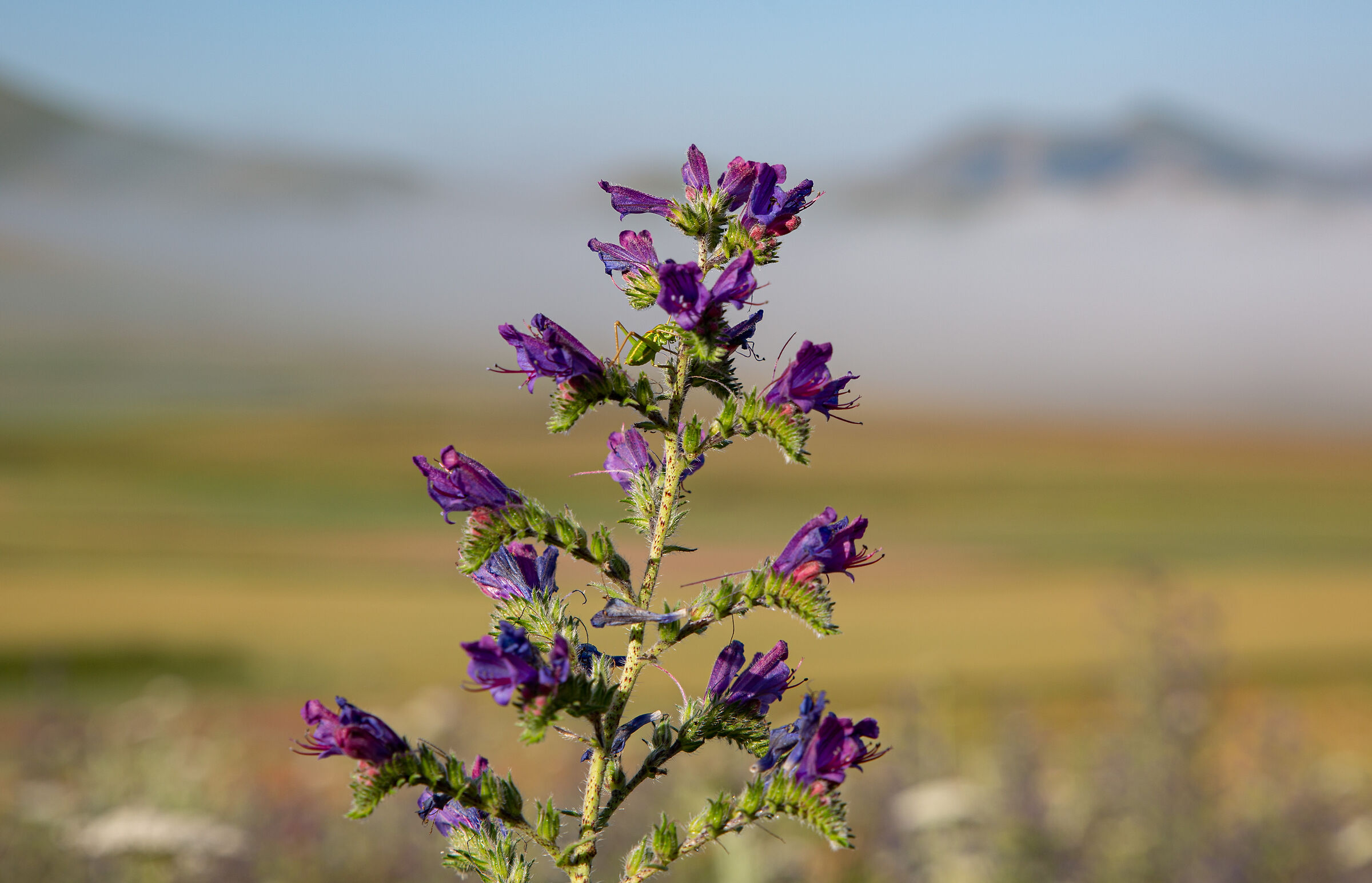 Castelluccio di Norcia "The Cricket"