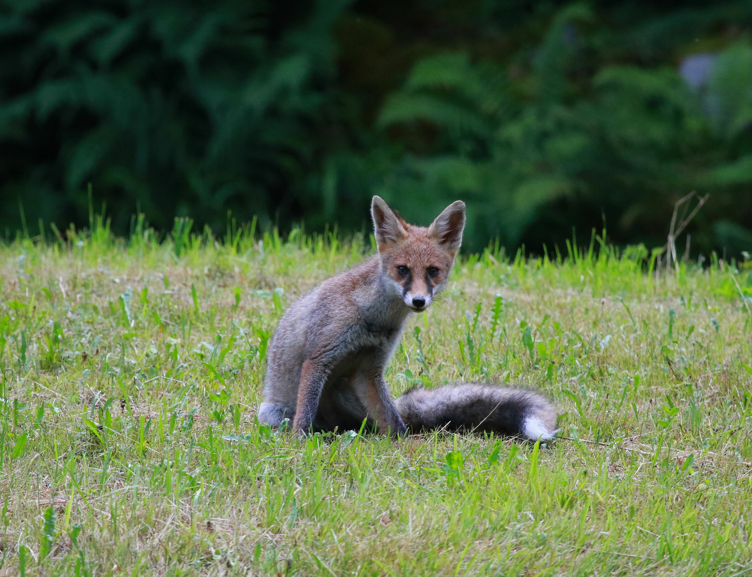 fox posing