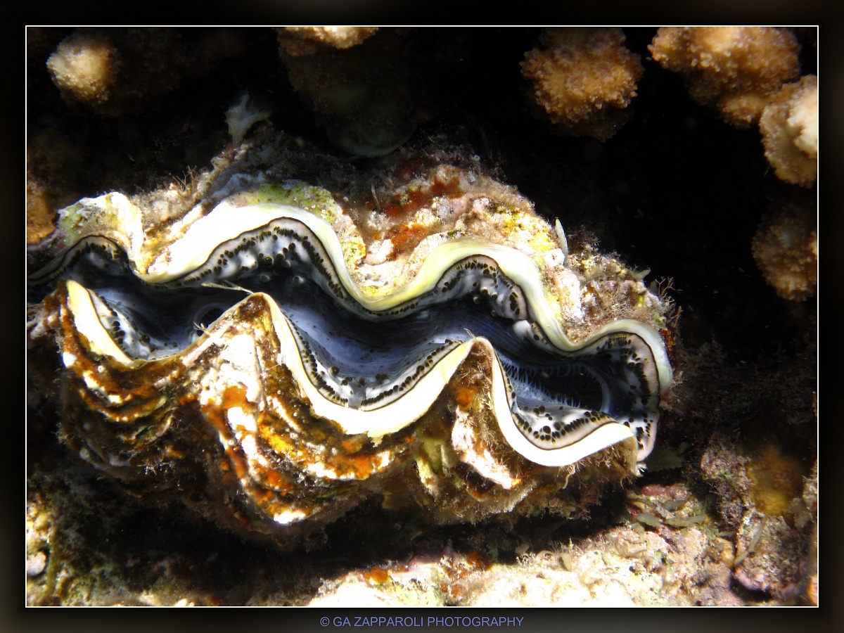 Red Sea - Ras Gamila