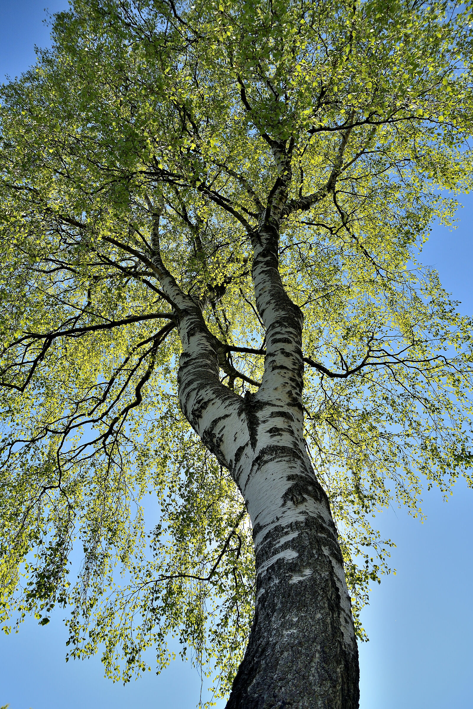 White Birch