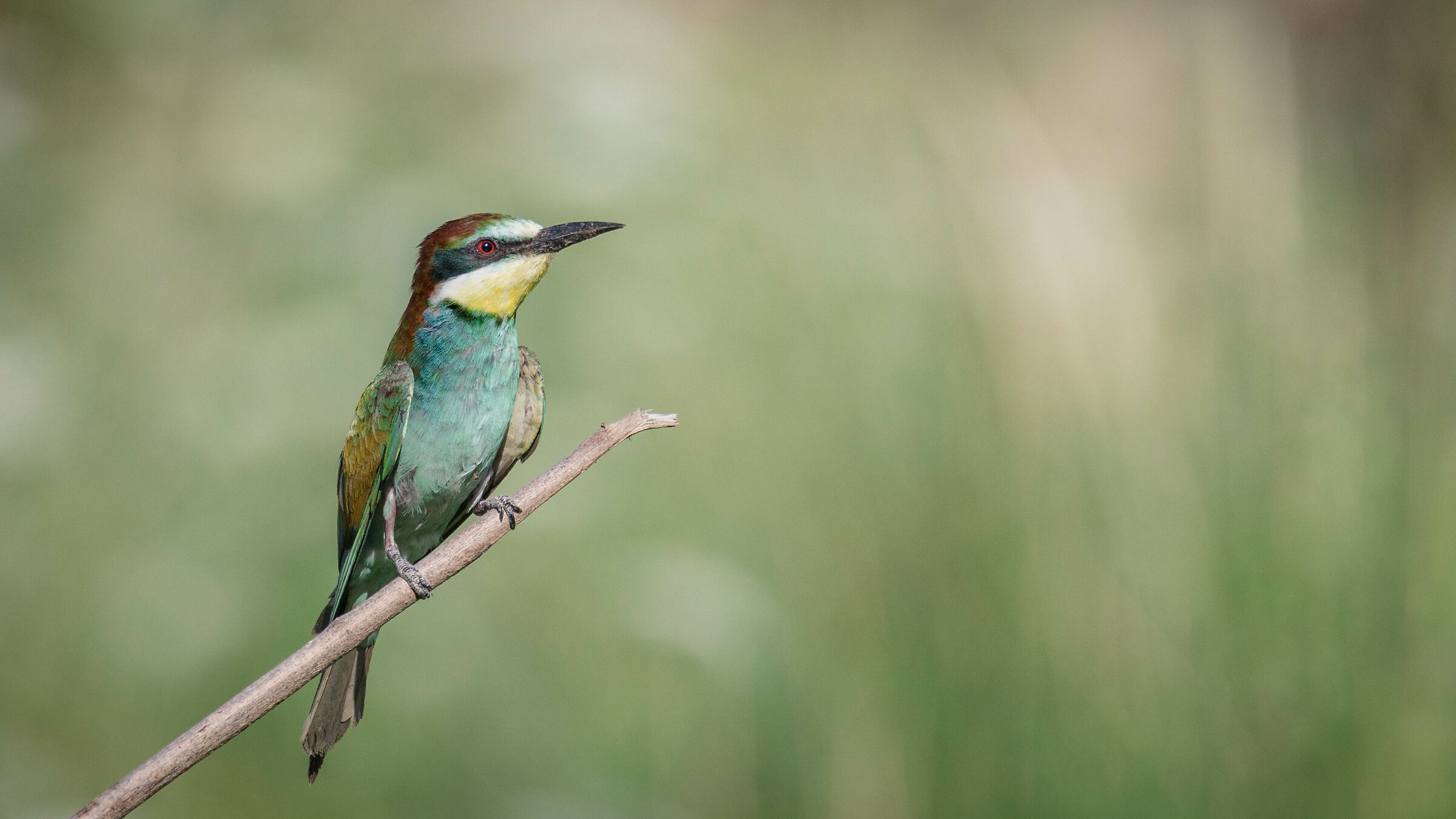 Gruccione (Merops apiaster)