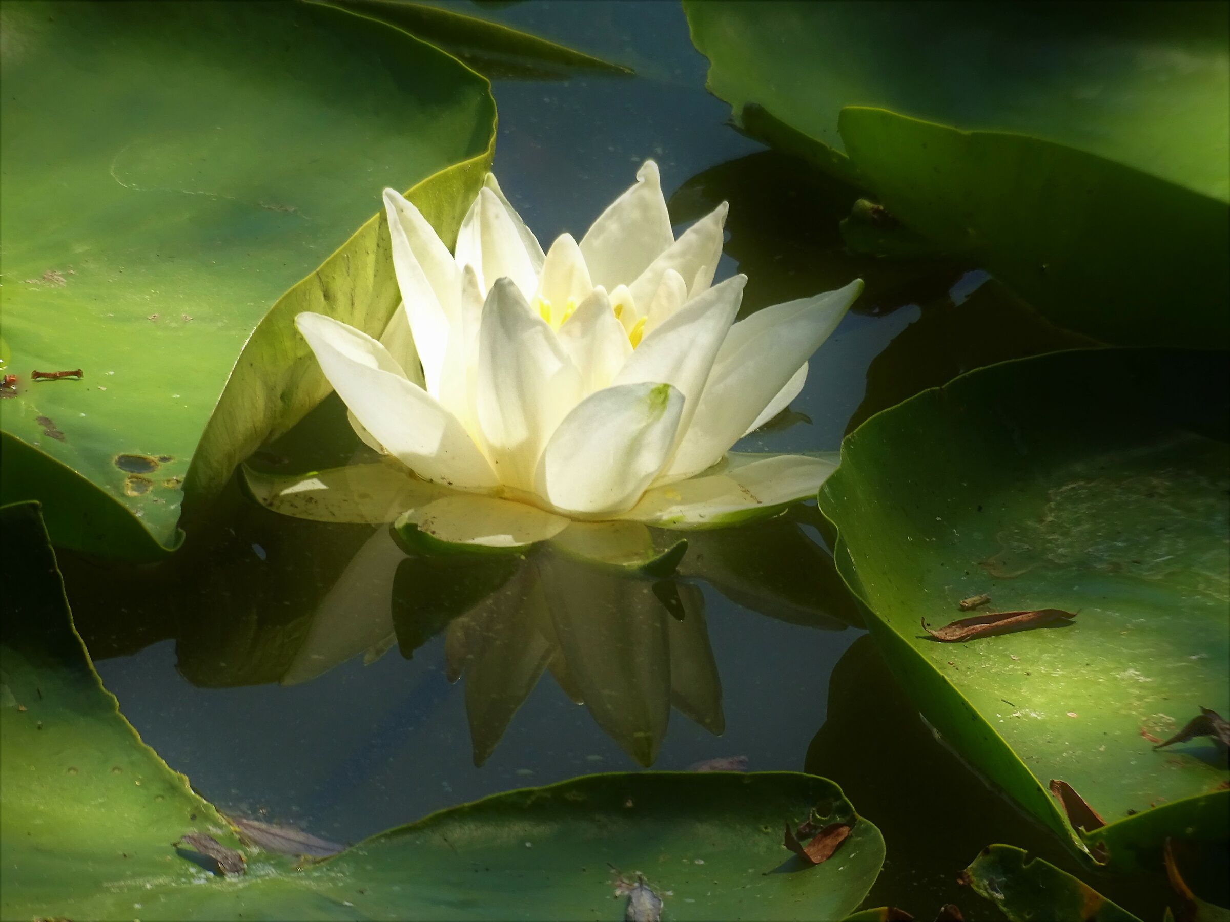 Water lilies in Monticchio