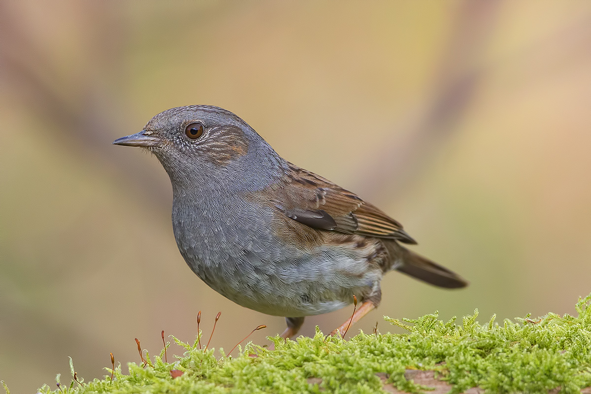 la passera scopaiola