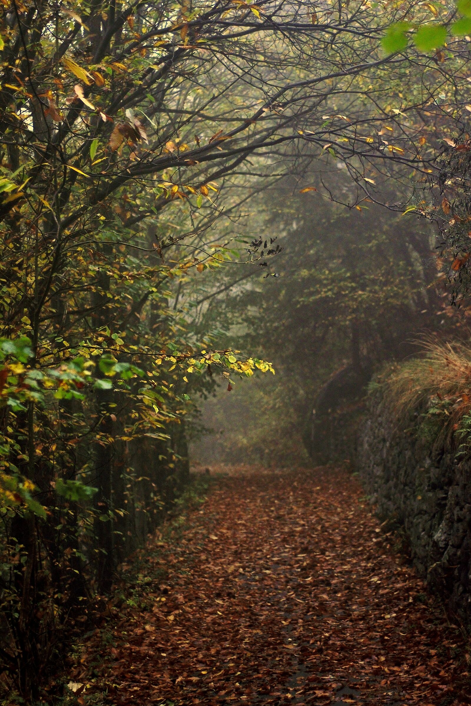 Sentiero autunnale - Croce Serra, Andrate