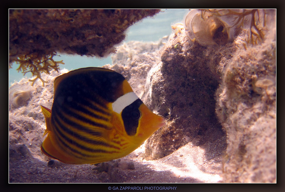 Red Sea - Ras Nasrani