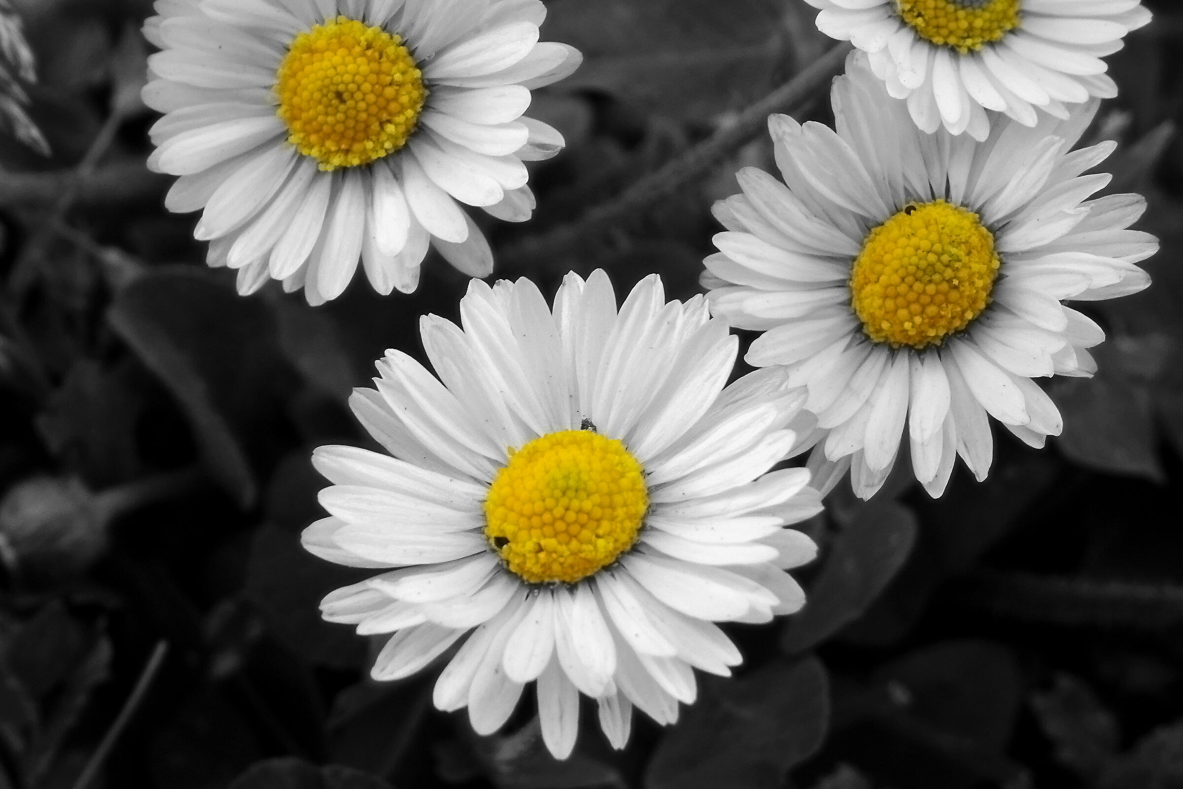 Bellis Perennis - Pratolina