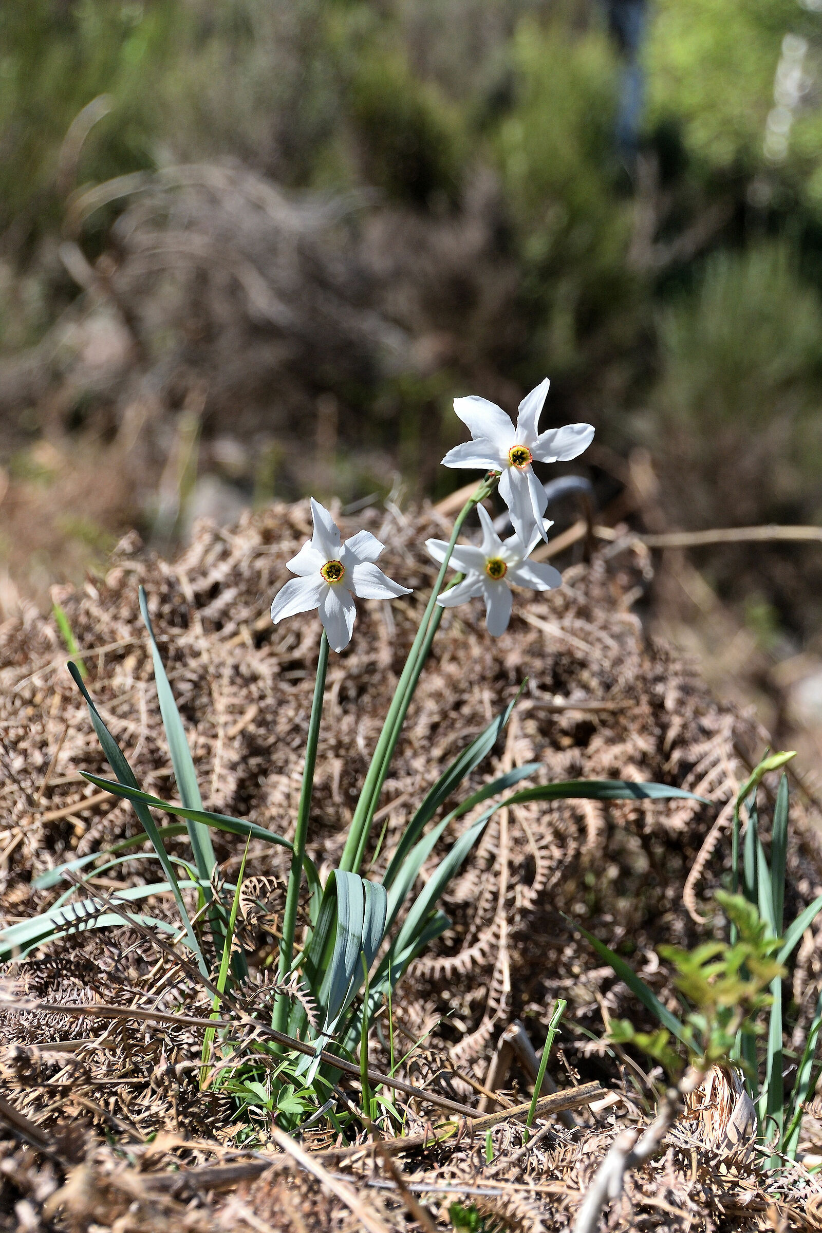 Narcissus Elegans - Narciso