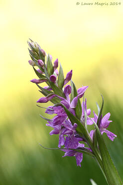 Dactylorhiza traunsteineri
