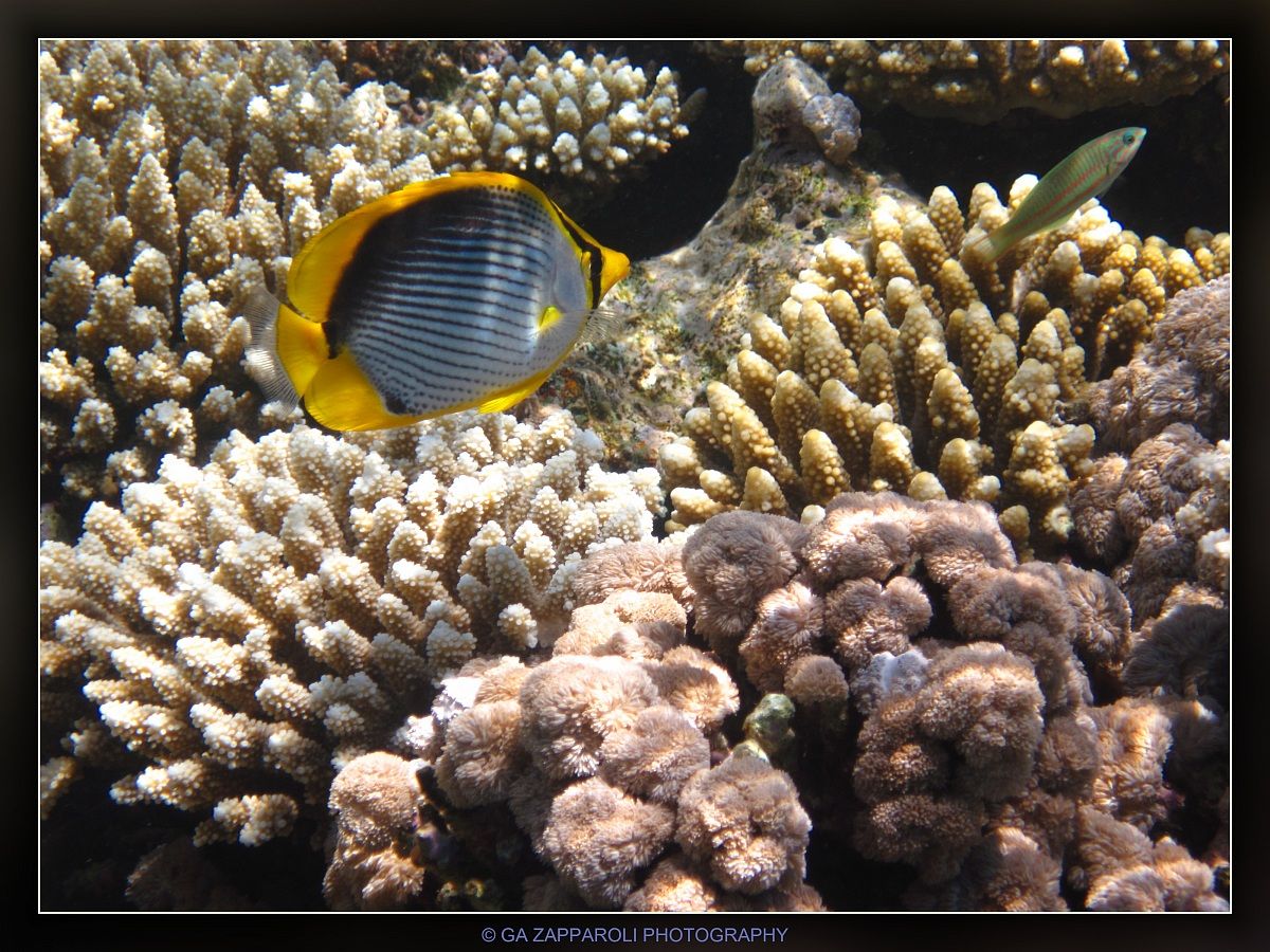 Red Sea - Ras Nasrani