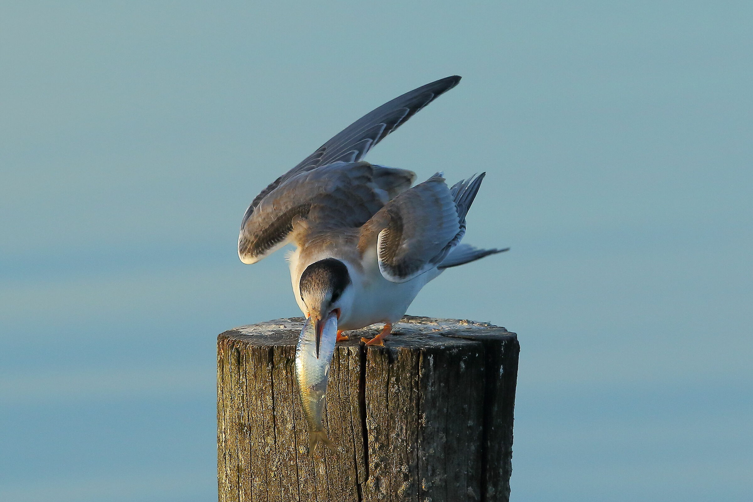 Riuscira' ad ingoiarlo?