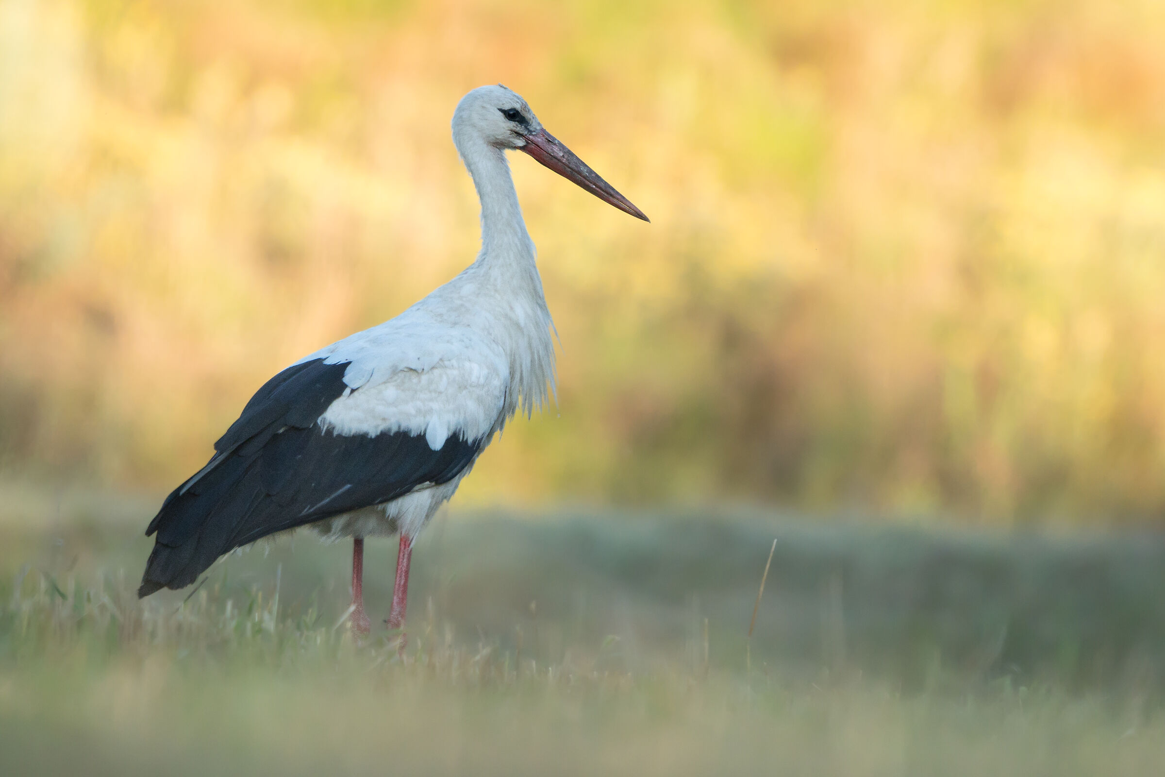 Cicogna bianca (Ciconia ciconia)