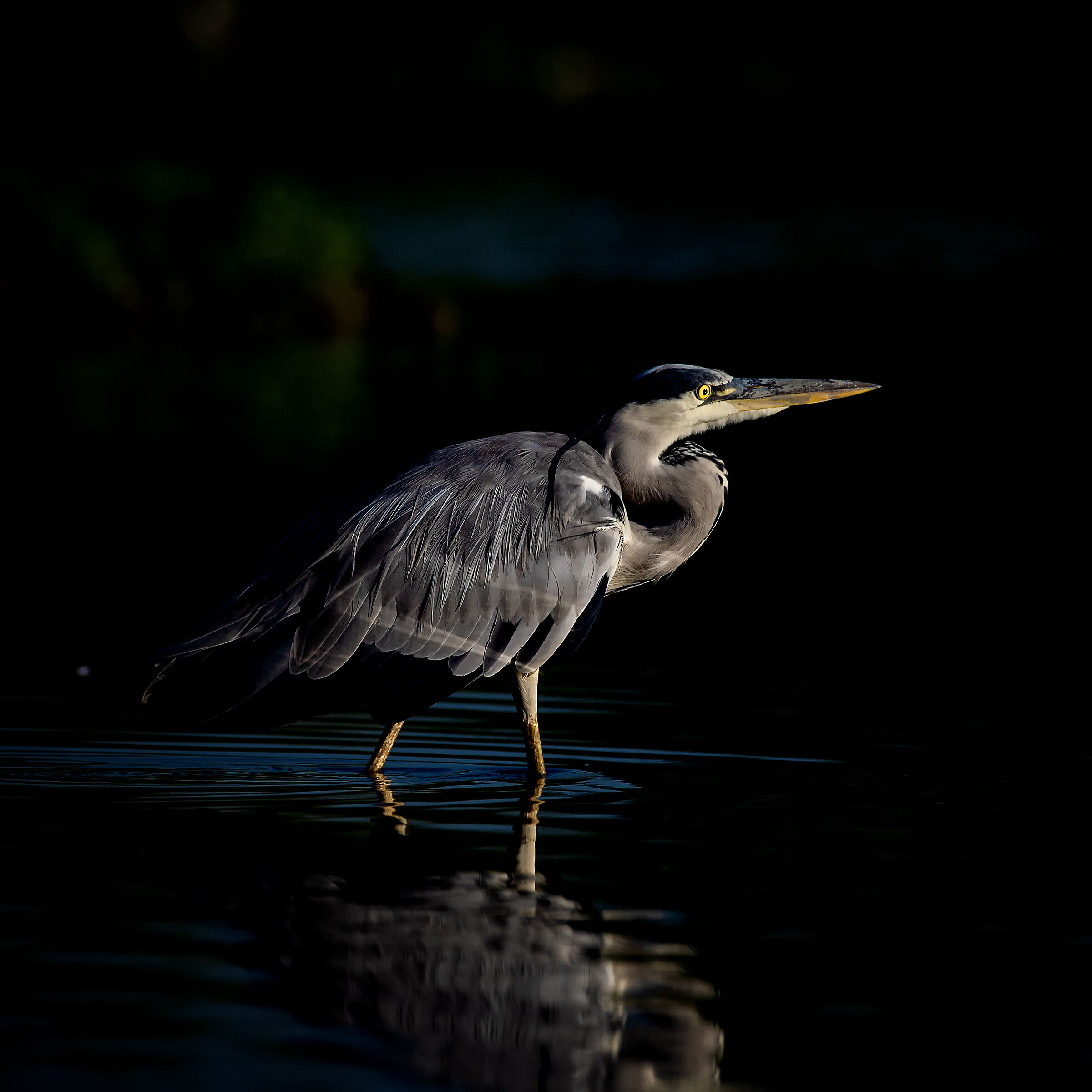 Airone cenerino Ardea cinerea Piemonte Agosto 2020