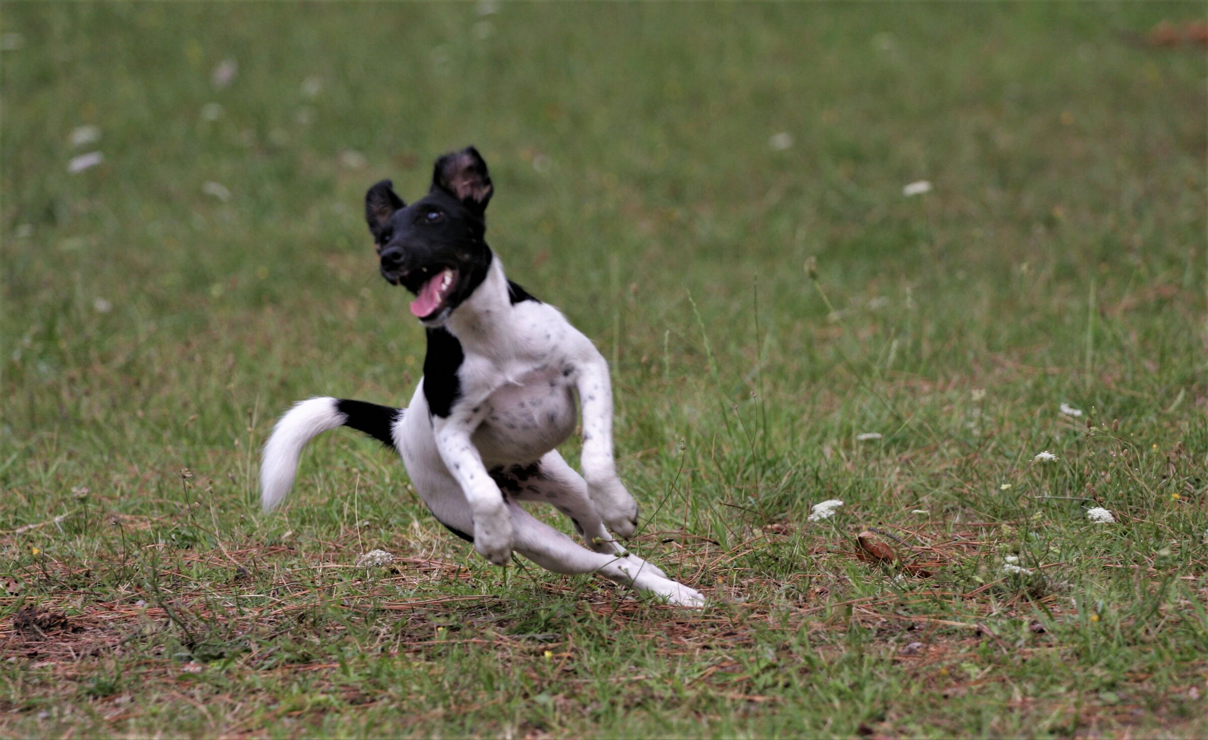 La forza della giovinezza.
