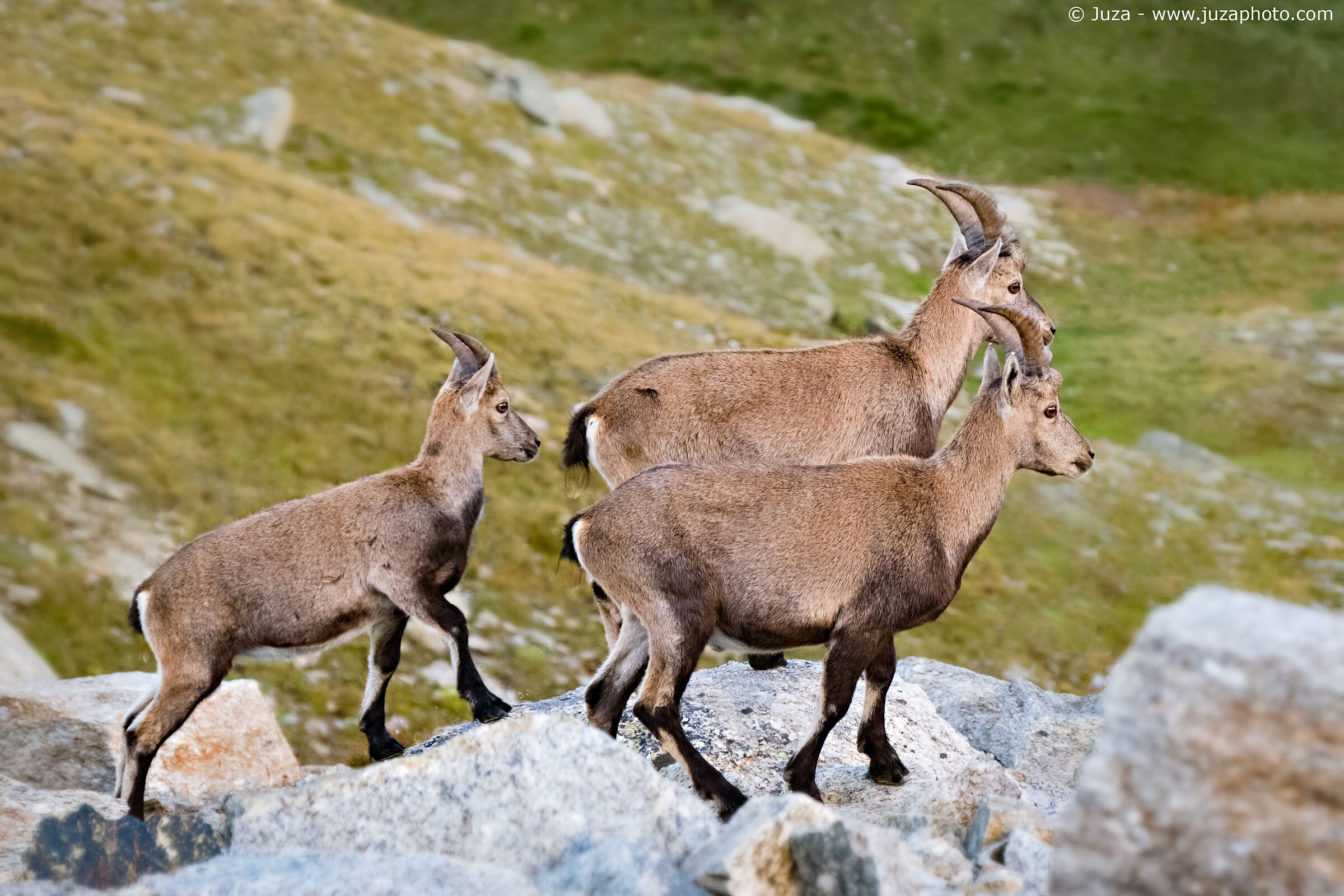 Tre giovani stambecchi