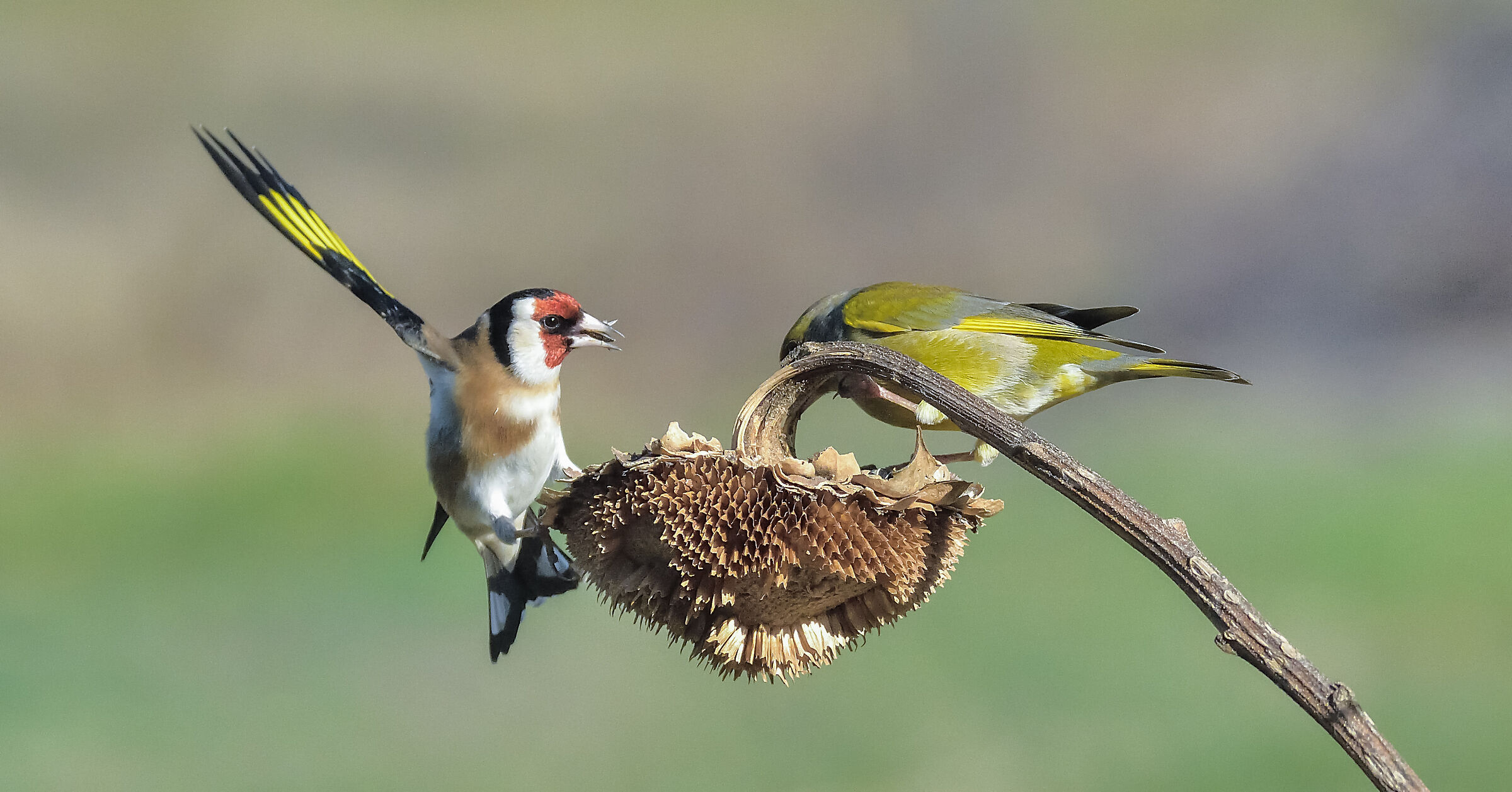 cardellino vs verdone