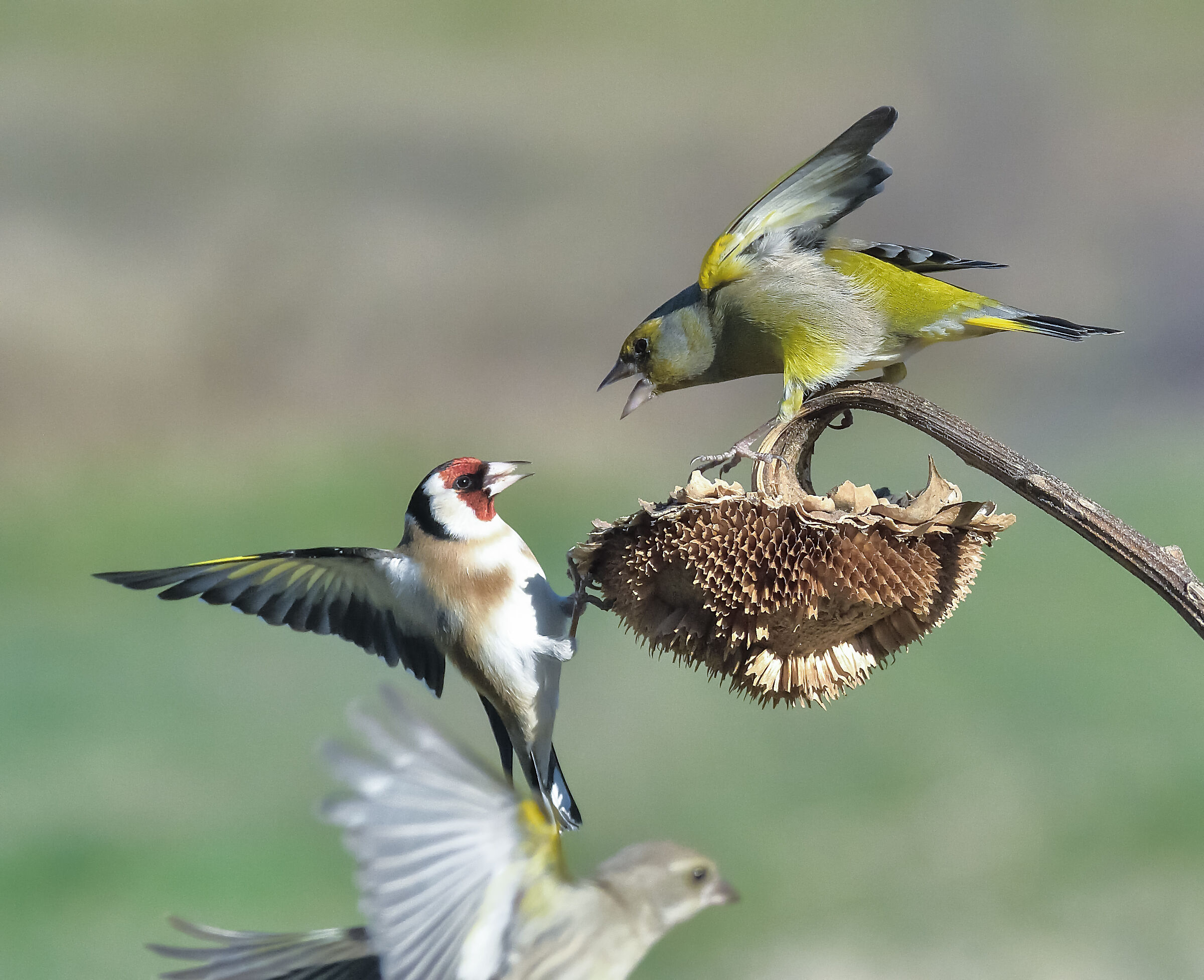cardellino vs verdone