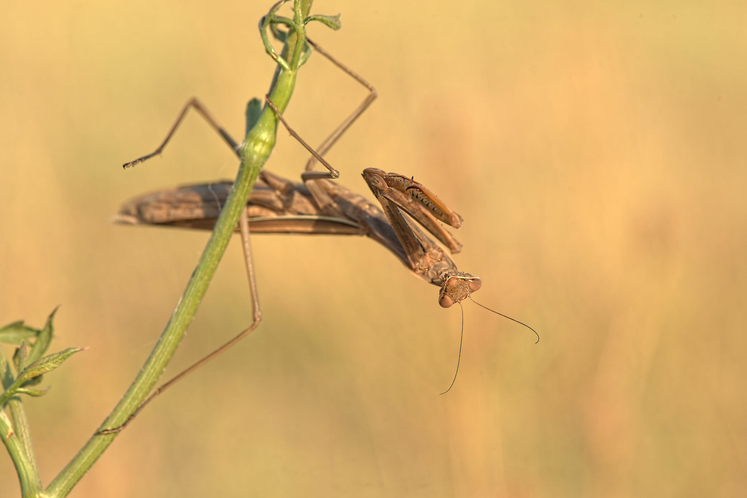 Religious mantis