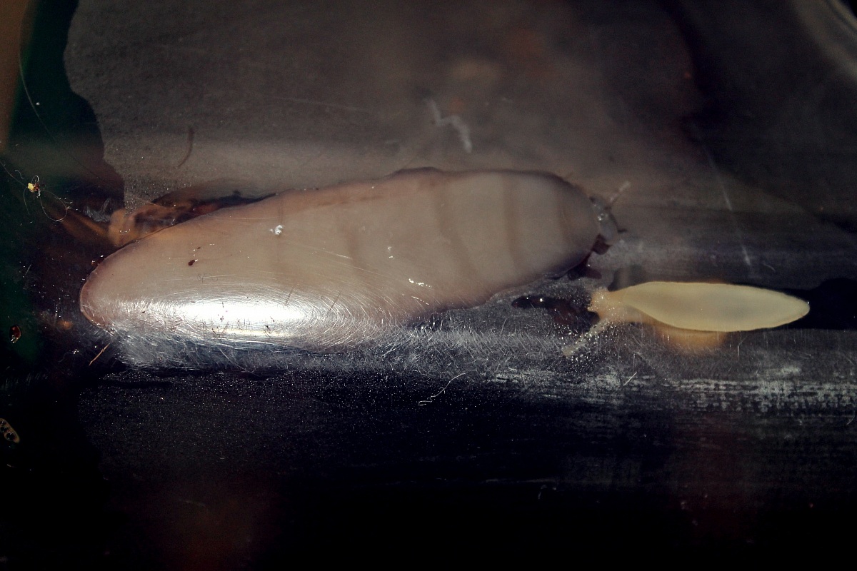 La bella e la bestia !