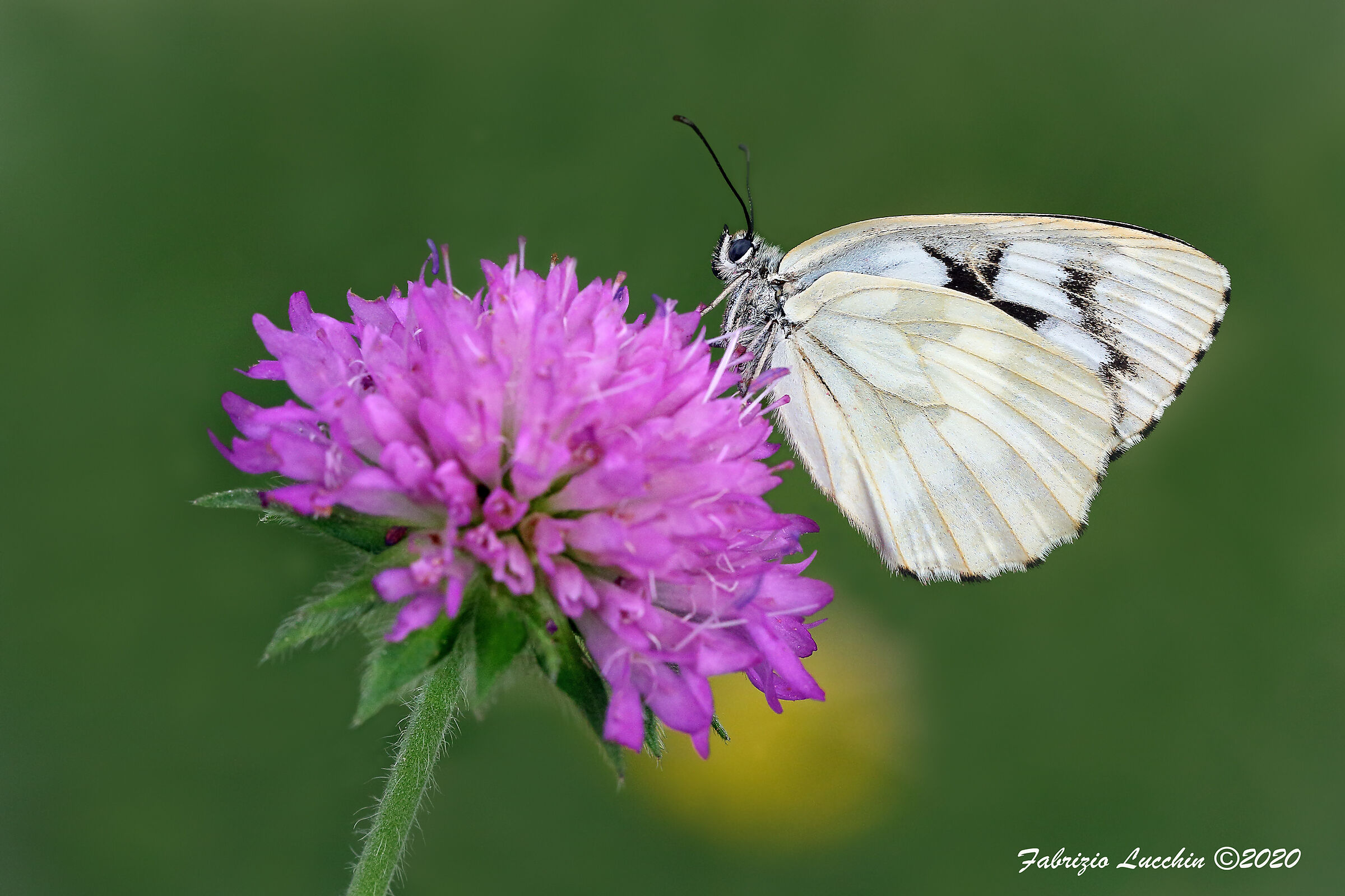 Melanargia galathea  (forma leucomelas)