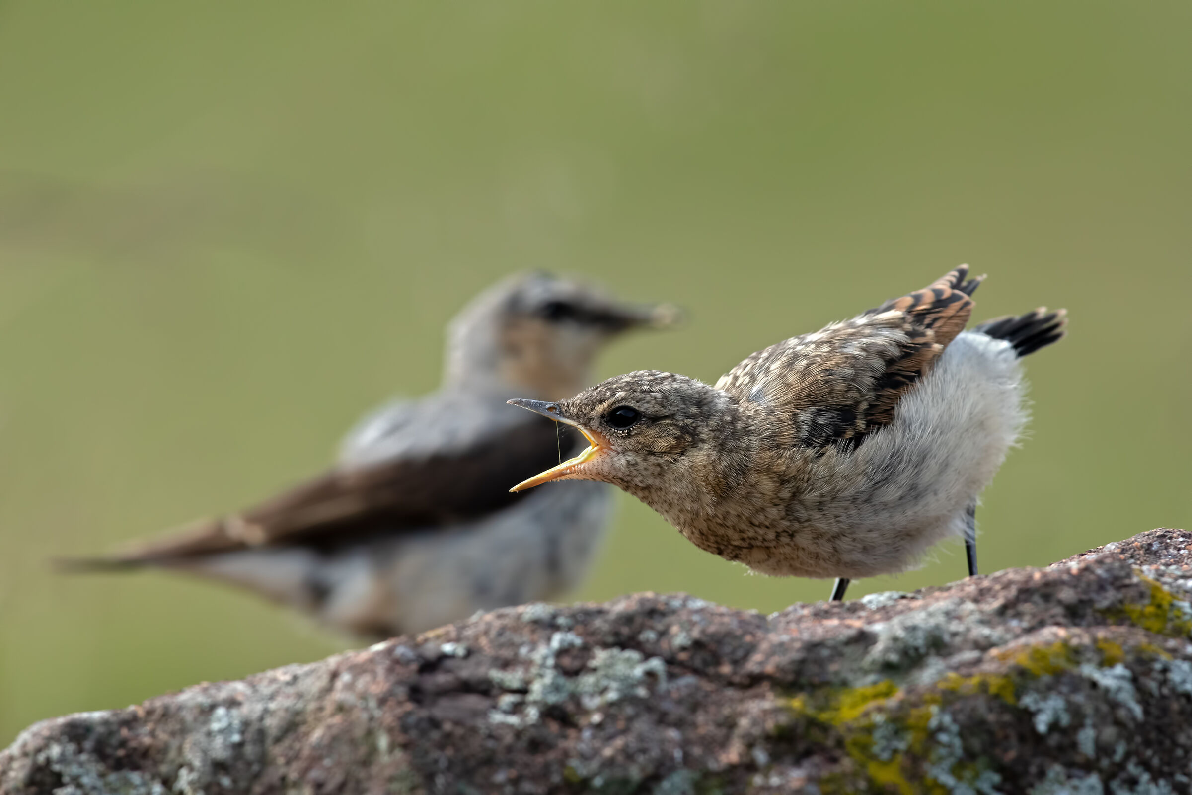 Non andare, ho ancora fame !!!! (culbianchi)