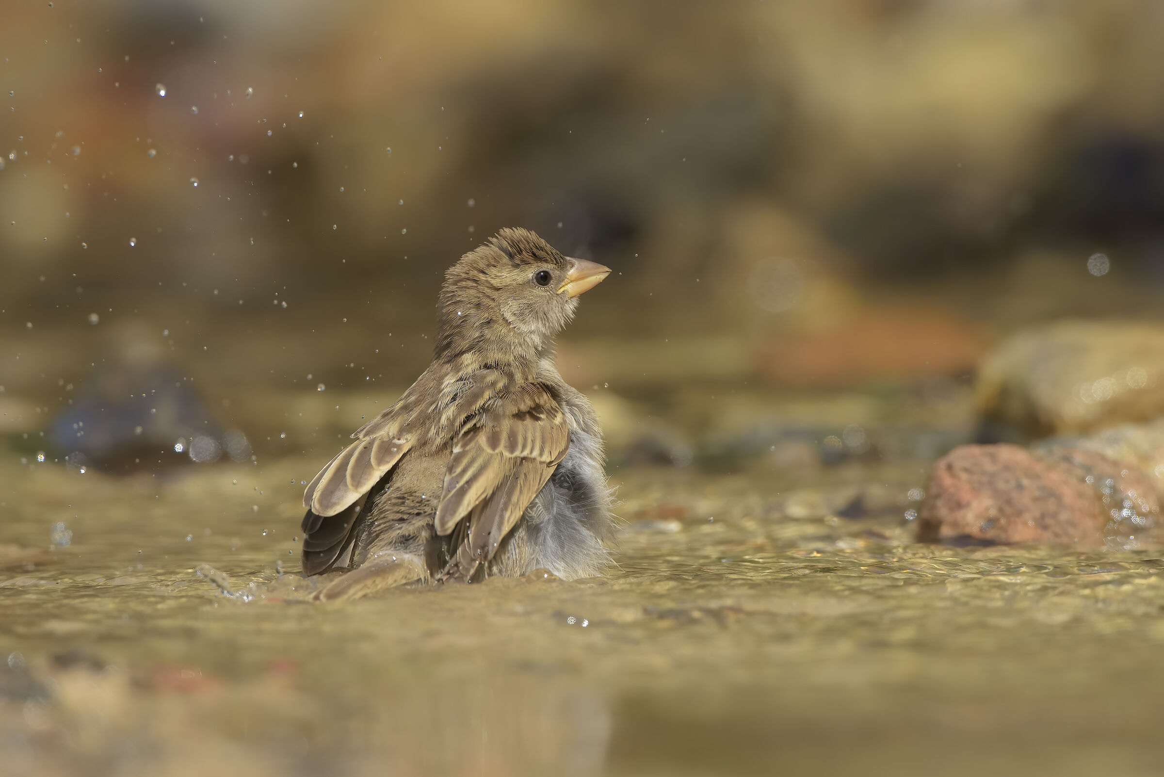 giovane dell'anno di passero sardo.