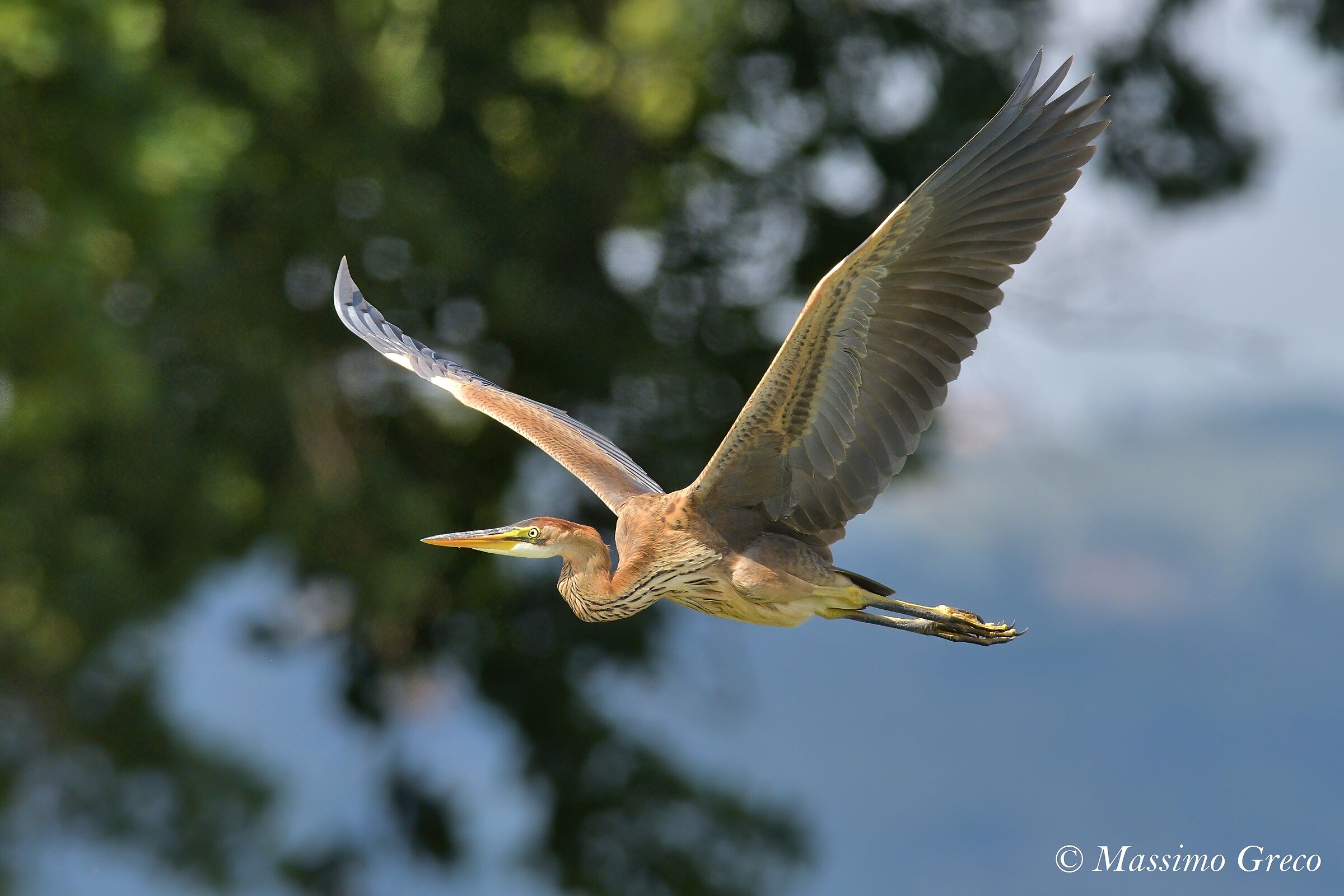 Airone rosso (Ardea purpurea)