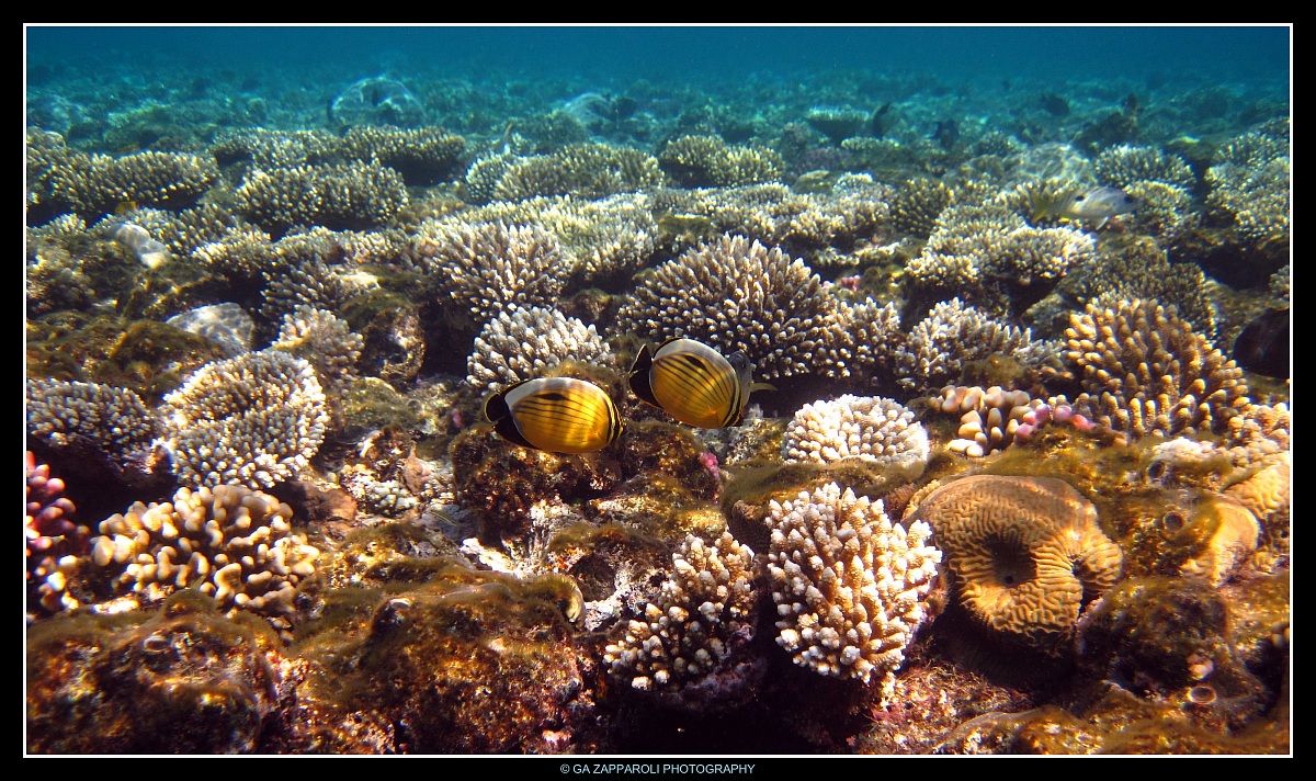 Red Sea - Ras Nasrani