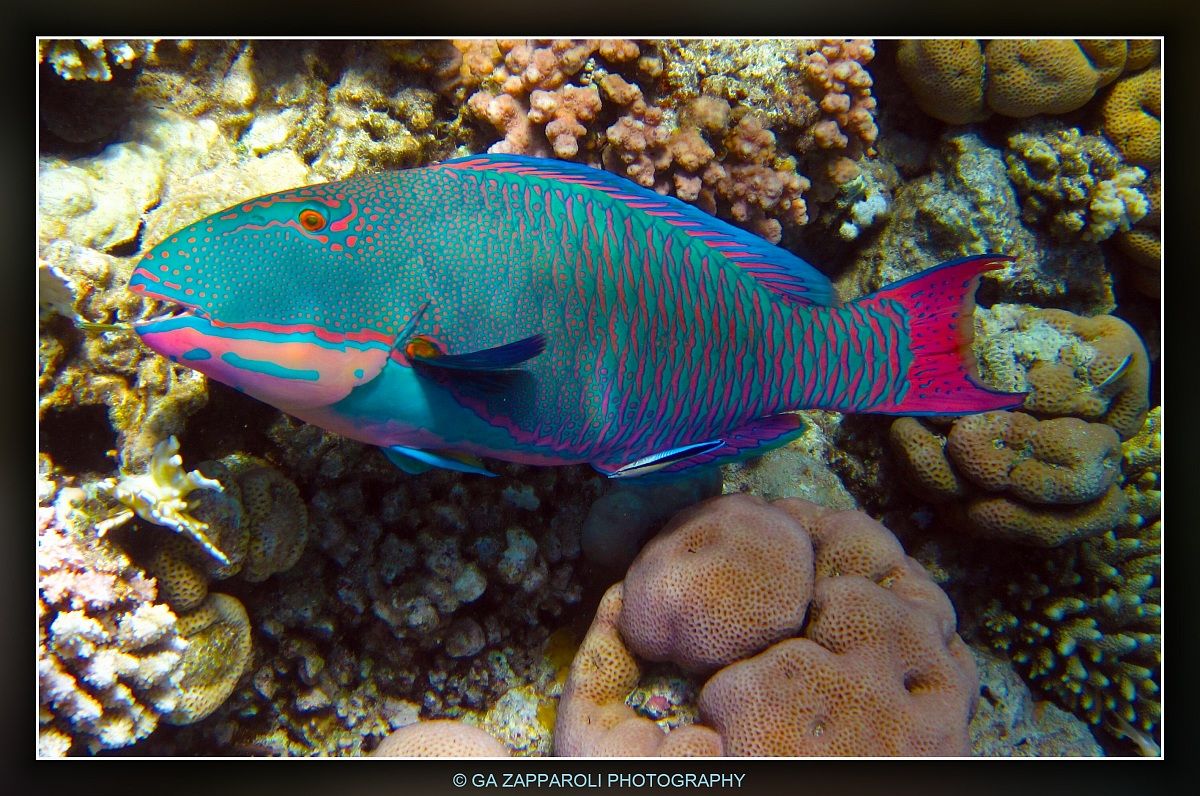 Red Sea - Ras Nasrani