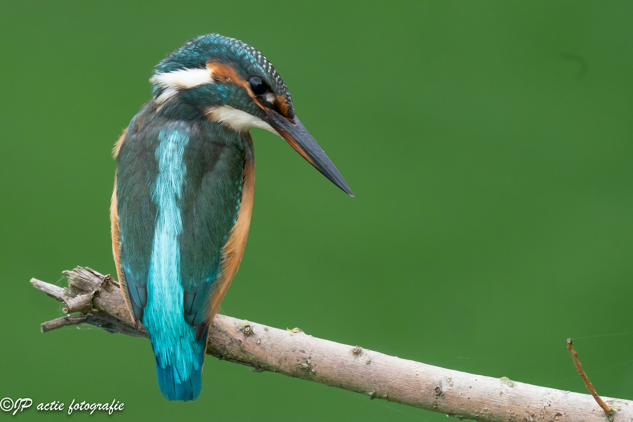 kingfisher