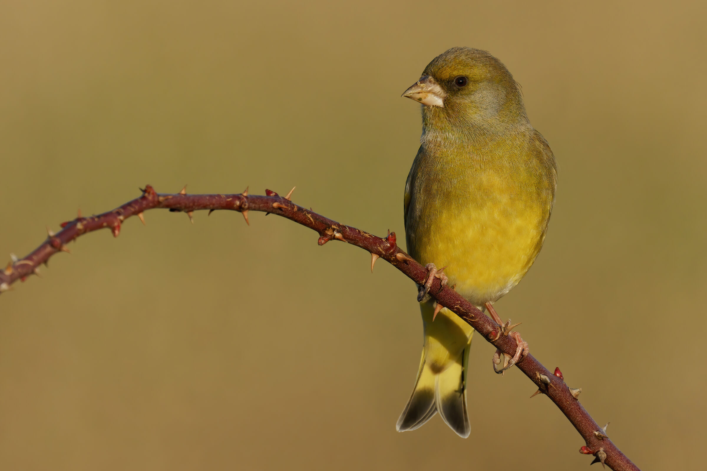 Verdone (Chloris chloris)