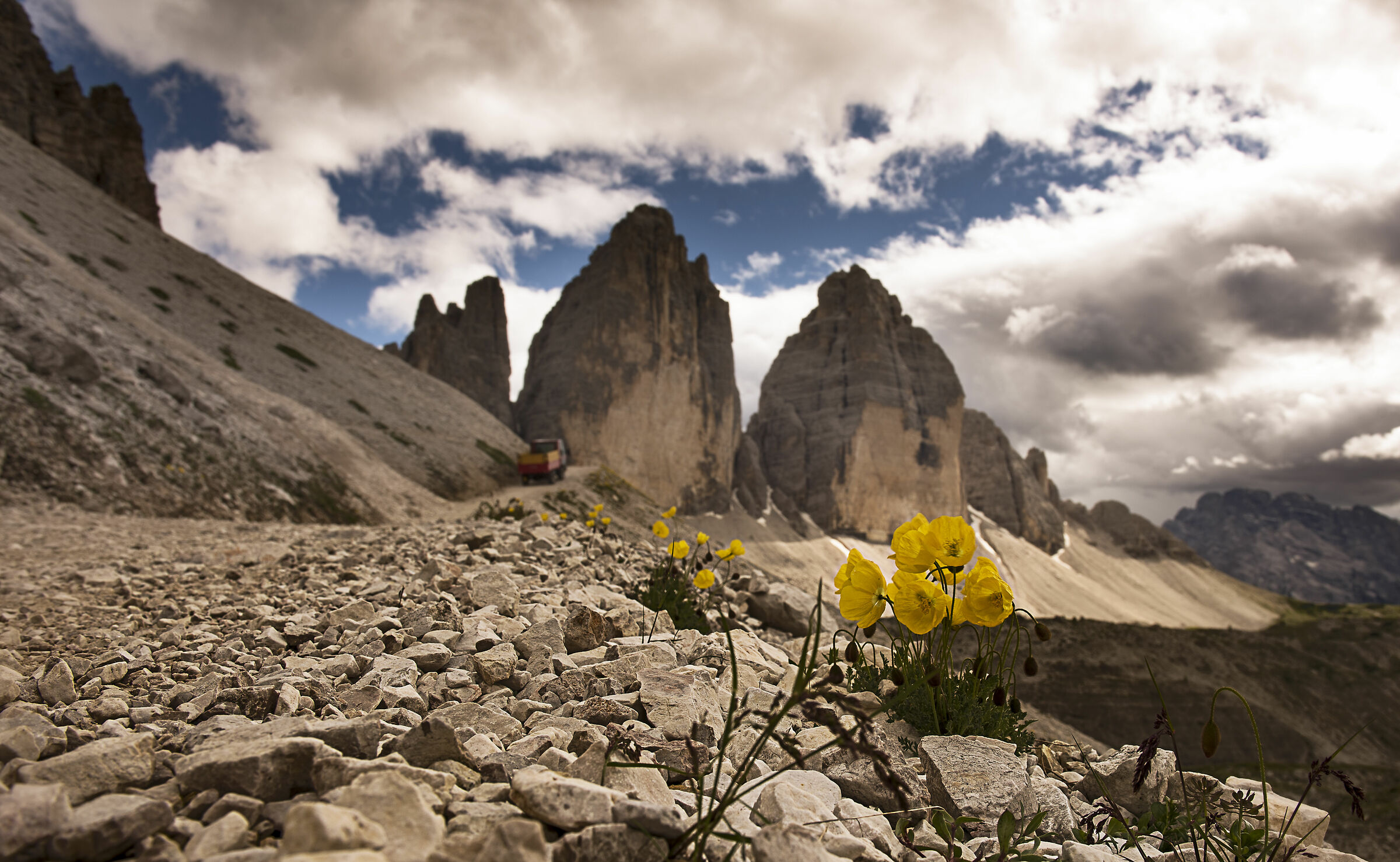 papavero alpino giallo