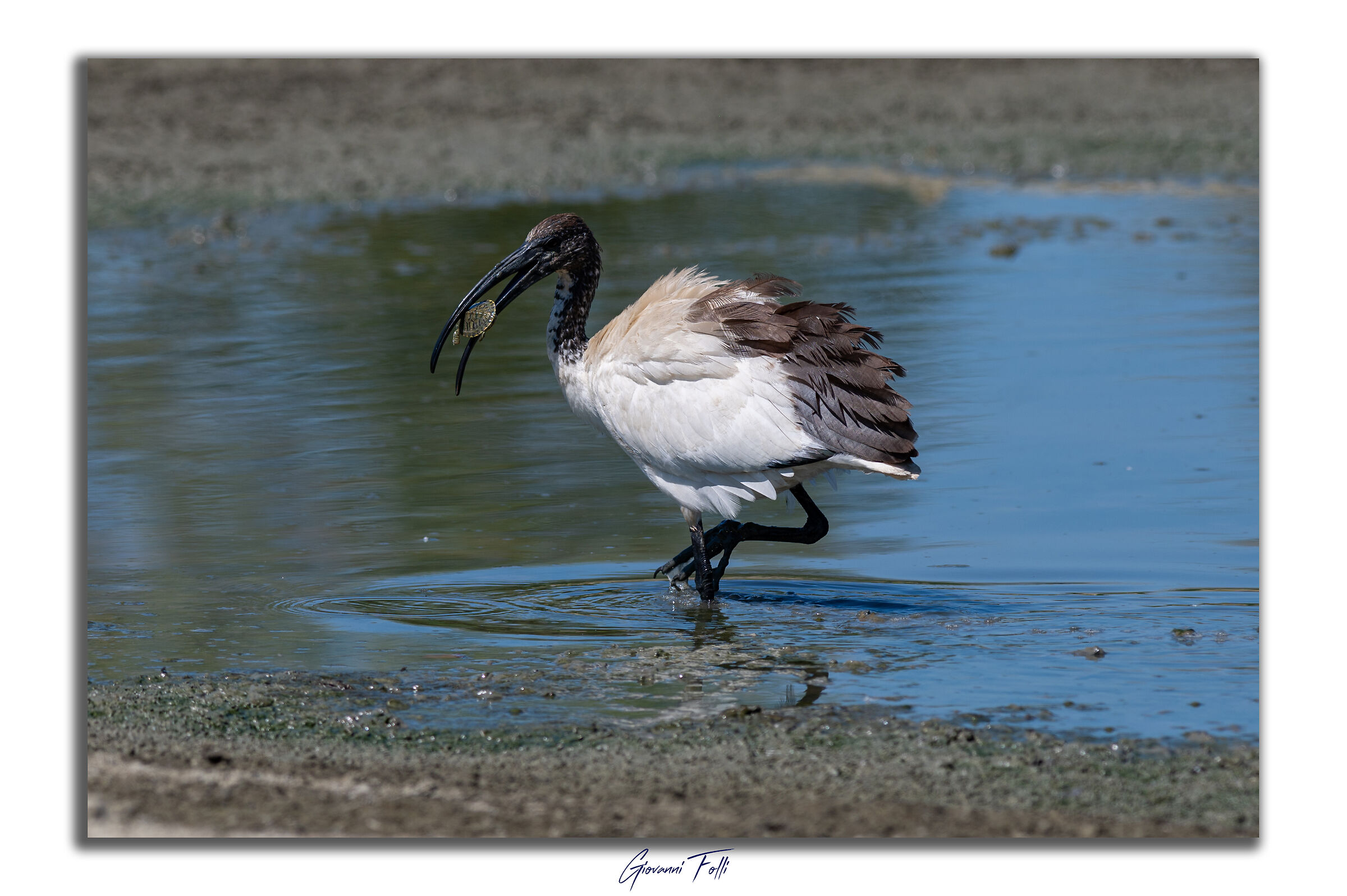 Ibis with prey