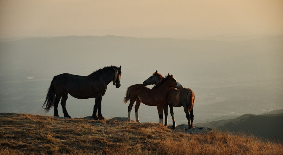 Modelli indomabili pt.2