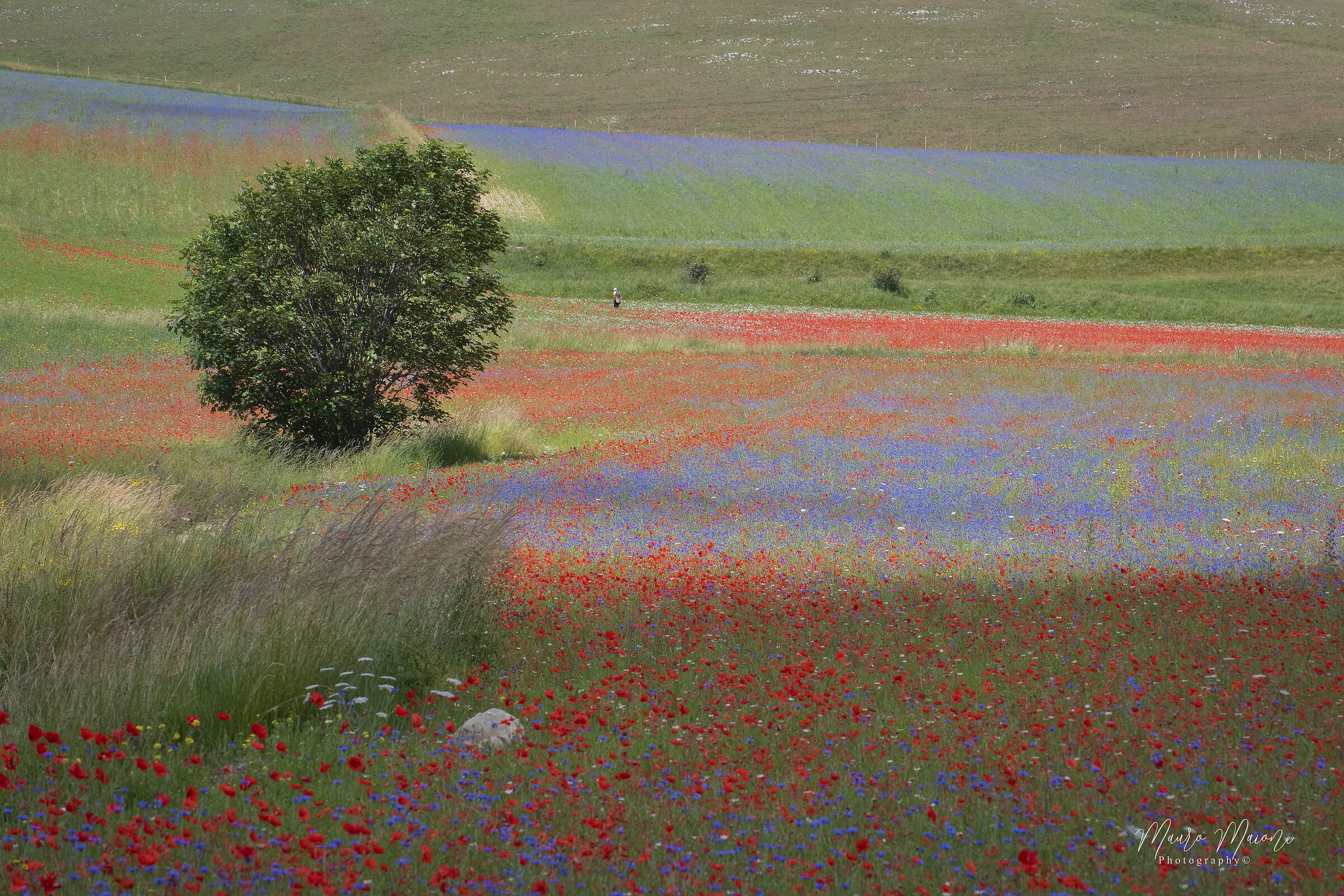 the witness of the colors