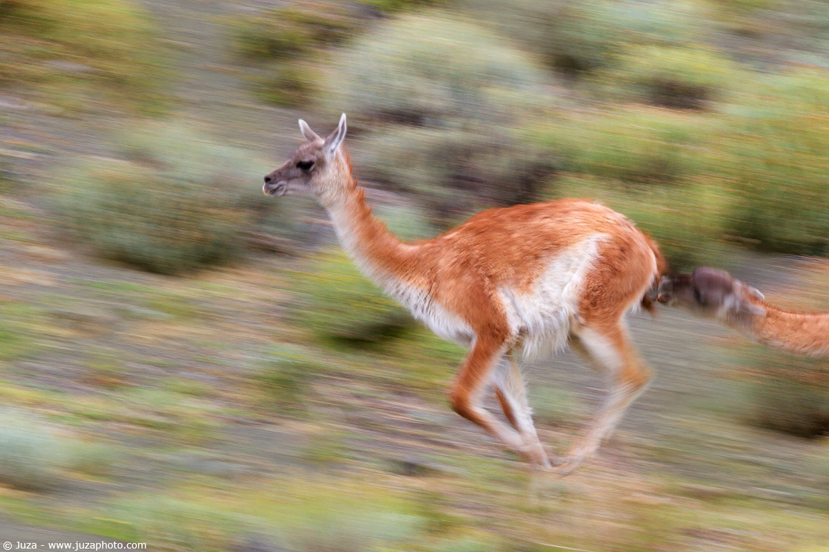 Lama guanicoe (Guanaco), 011335