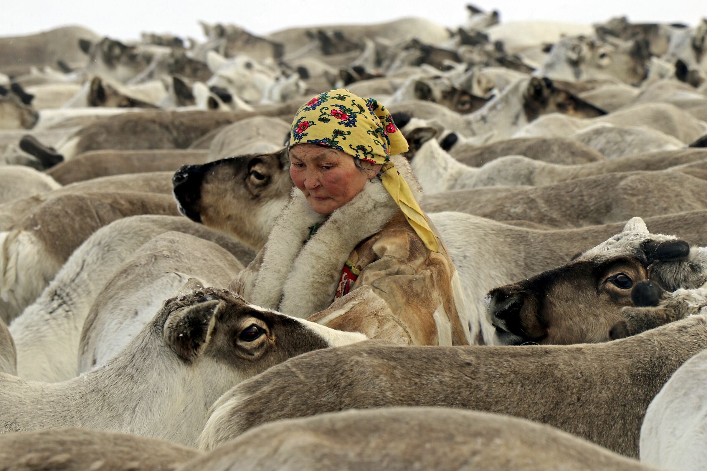 Nomad Nenet