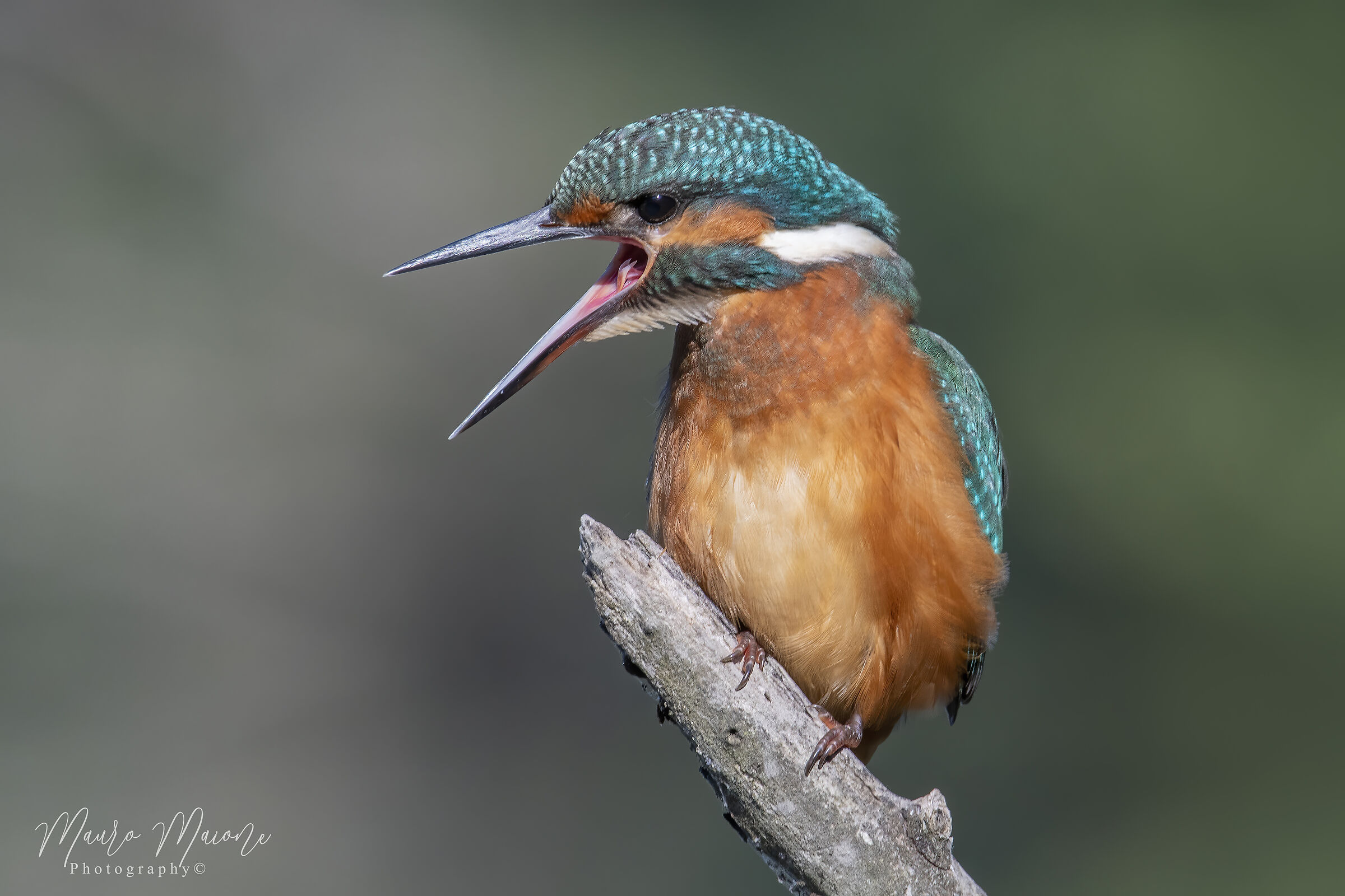 "basta con queste foto! "