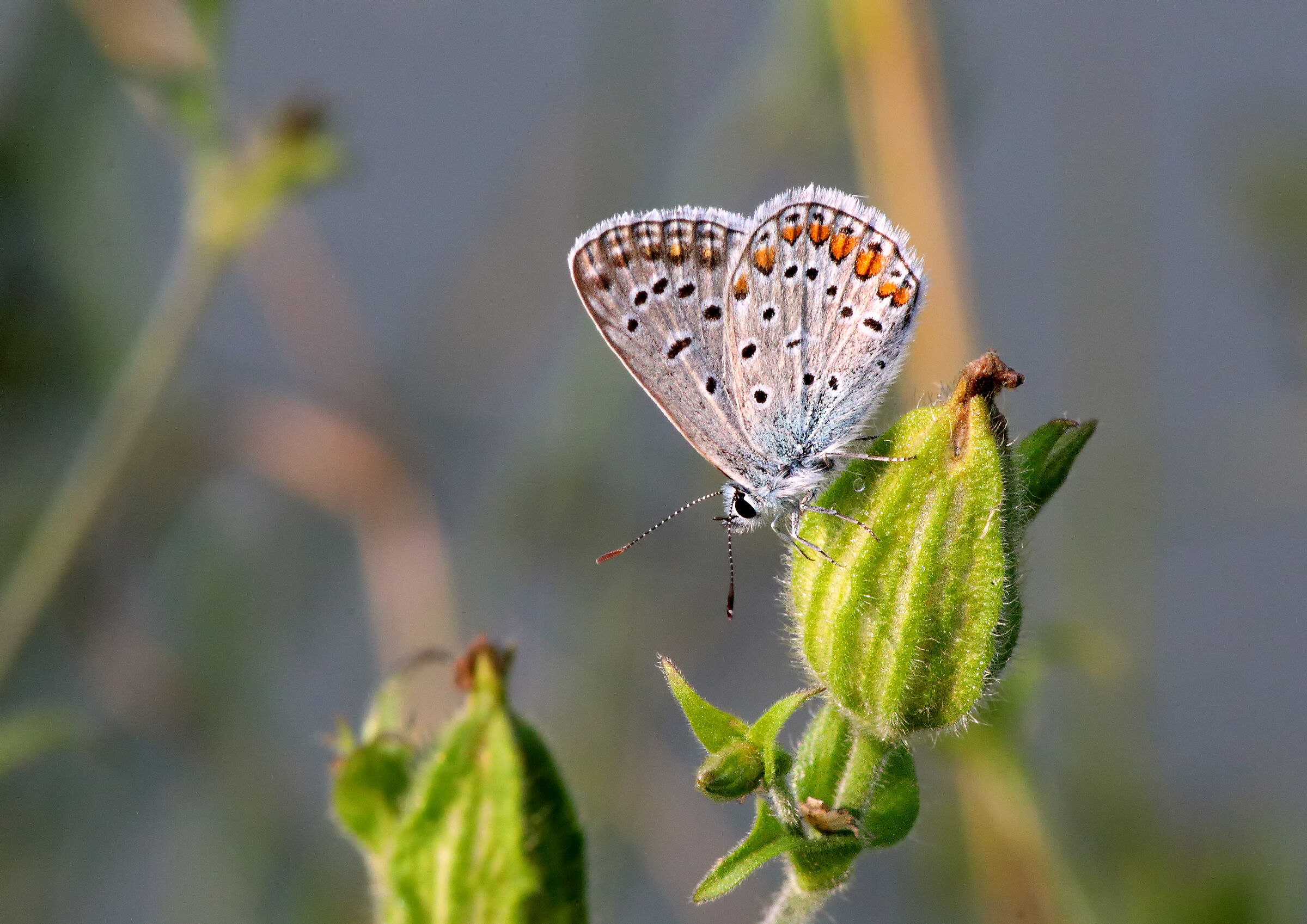 Polyommatus icarus