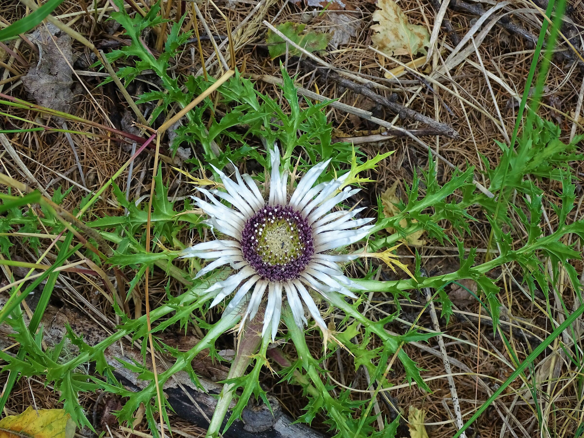 fiore di montagna...