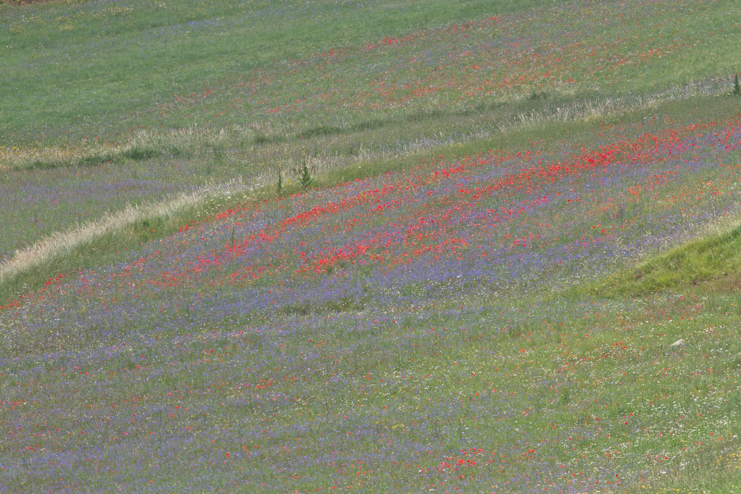 Castelluccio prati