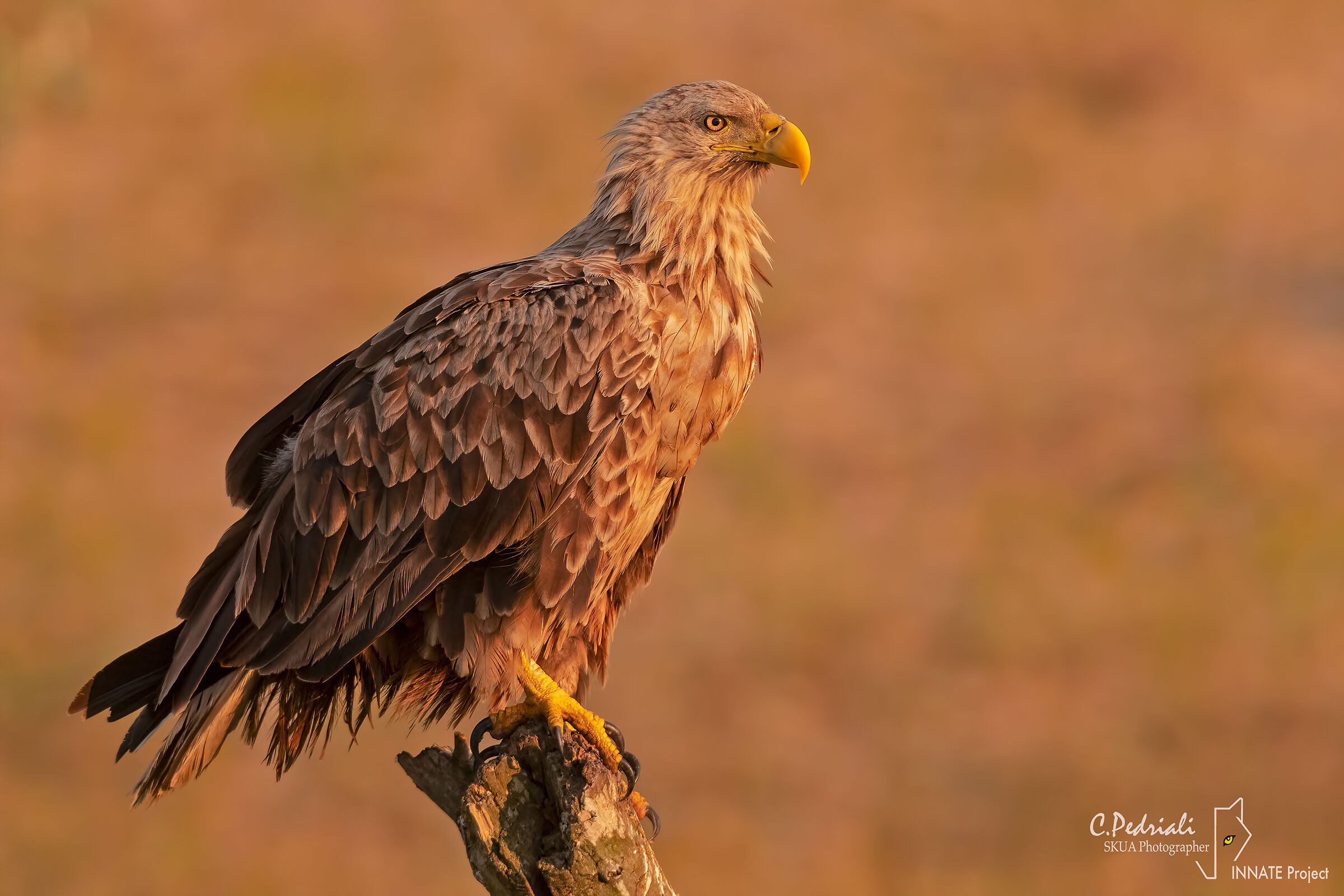 Aquila di mare codabianca