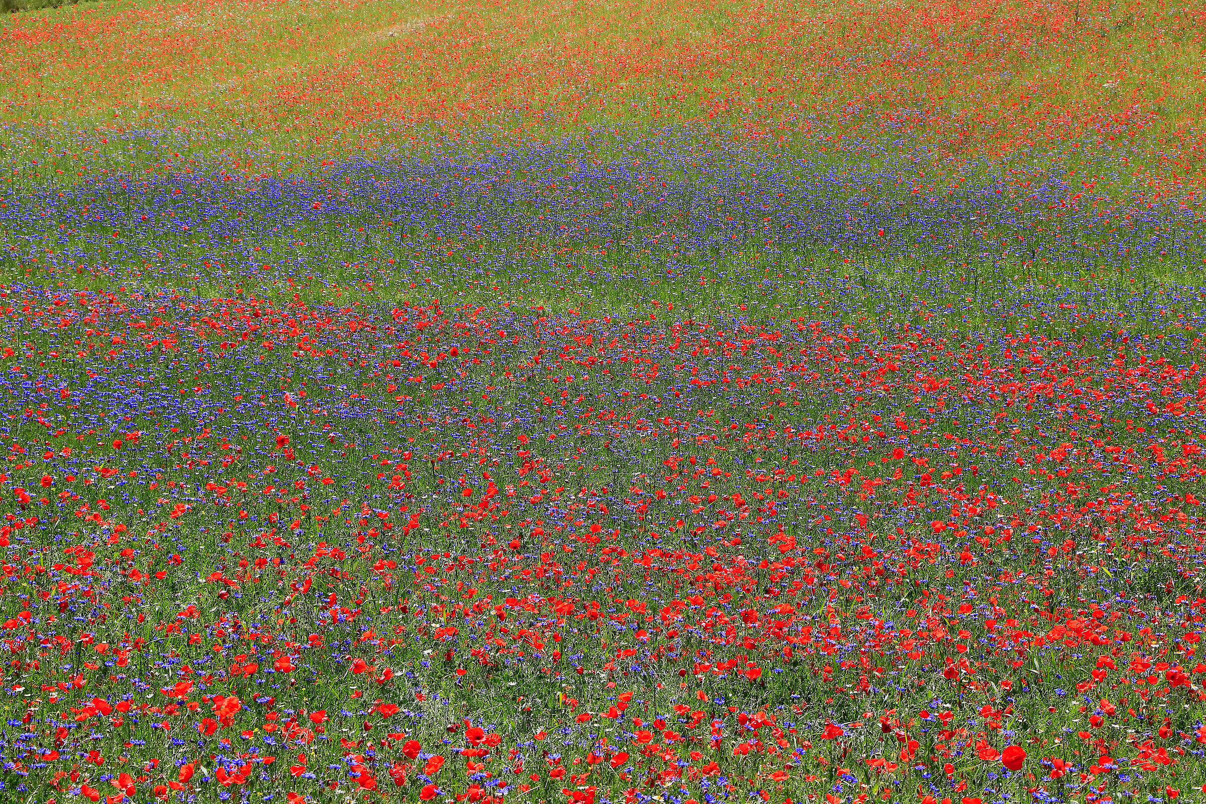 I colori di Castelluccio 2