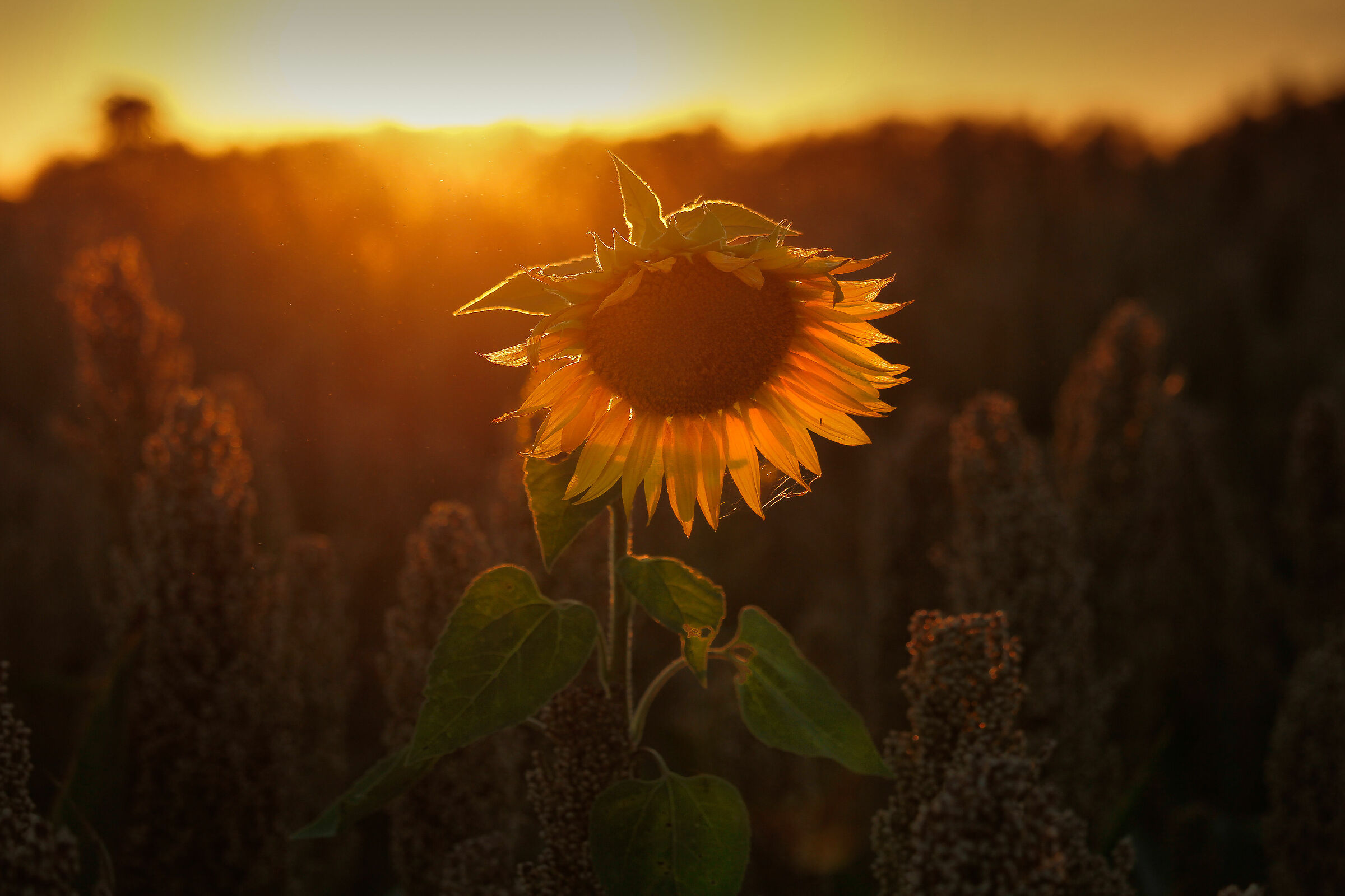 ultimo raggio di sole