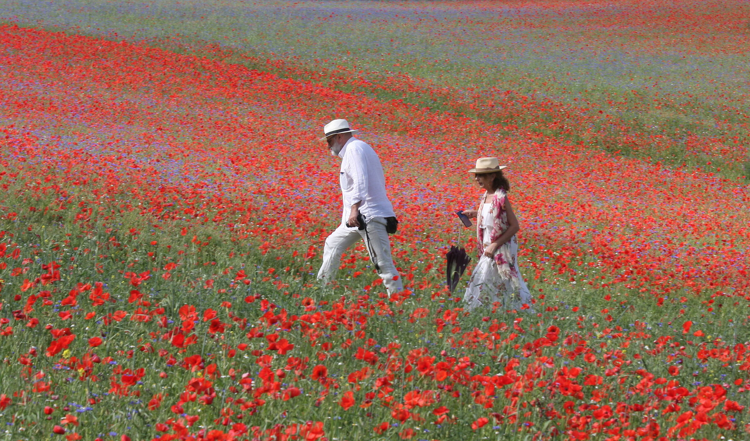 7263 castelluccio di Norcia