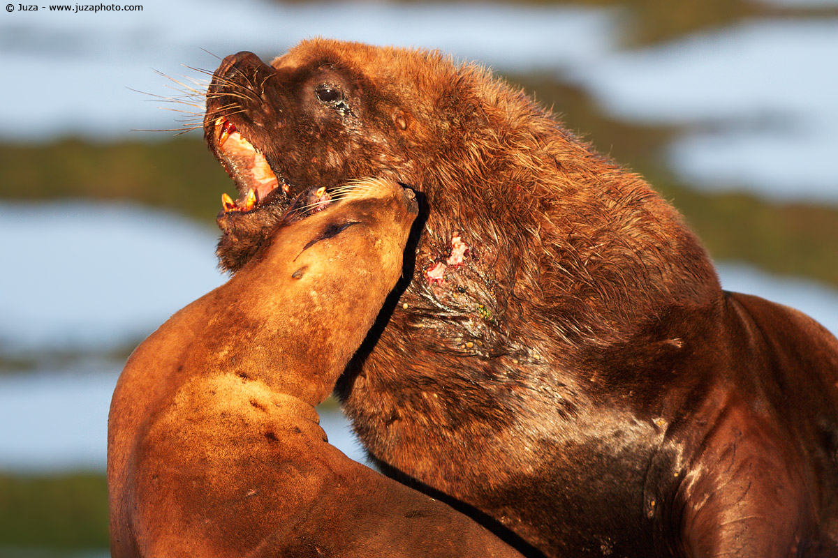 Otaria flavescens (Sea Lion), 011788