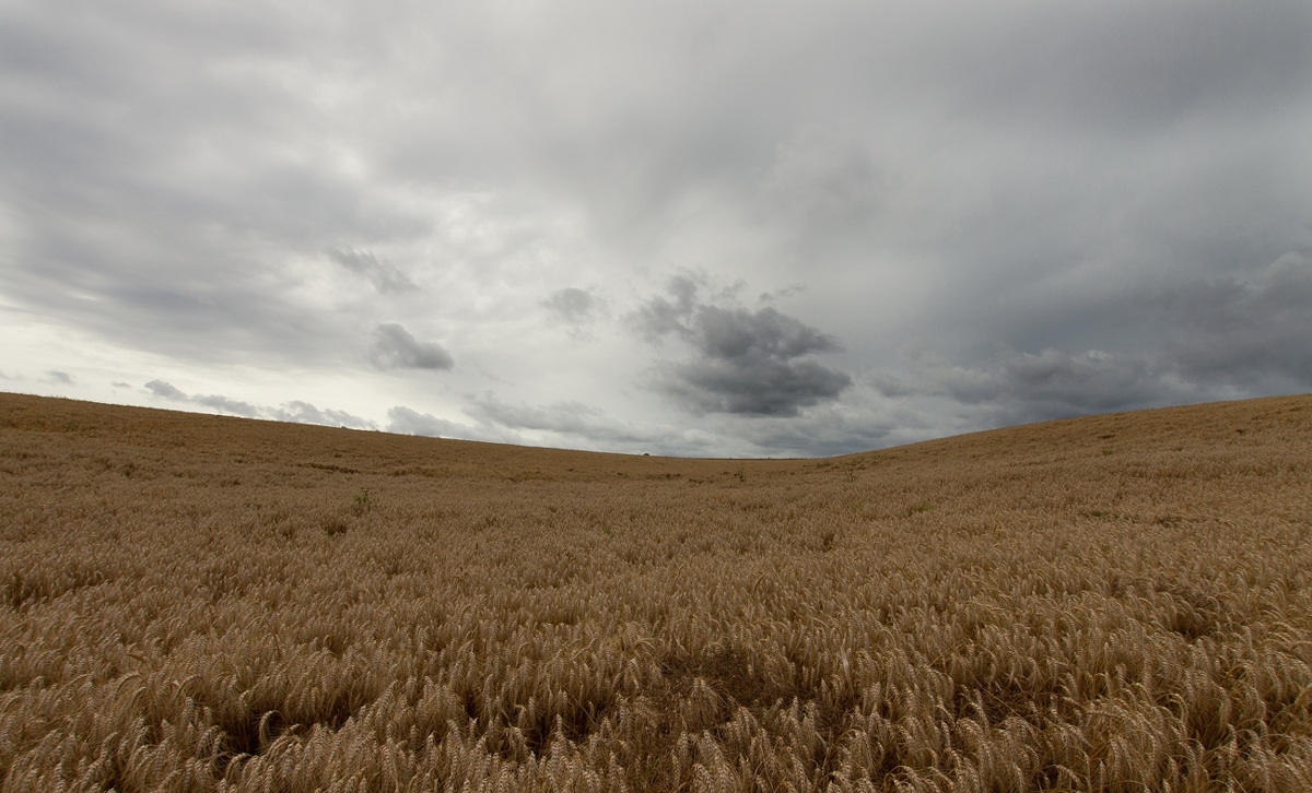 In mancanza di soldi, ci si attacca al grano...