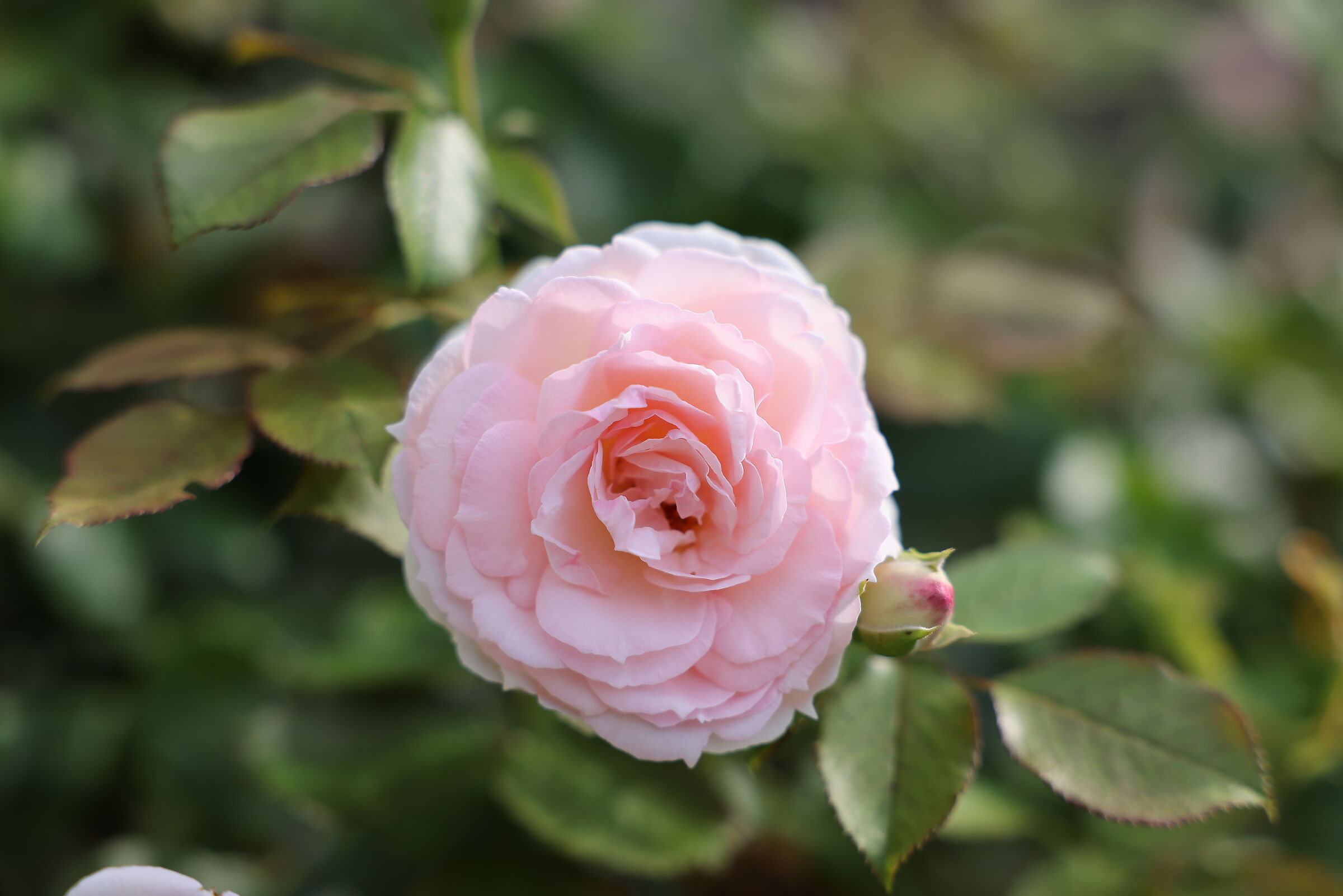 Rosa
